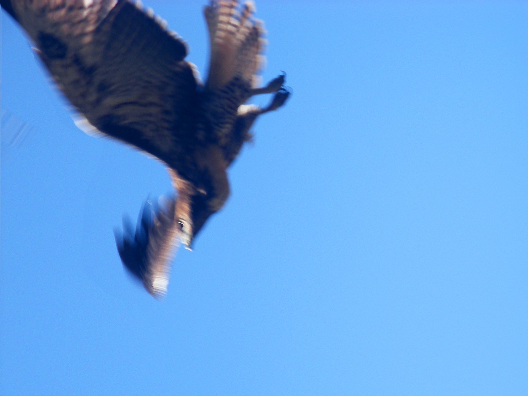 Flying Hawk8716 copy 2.jpg