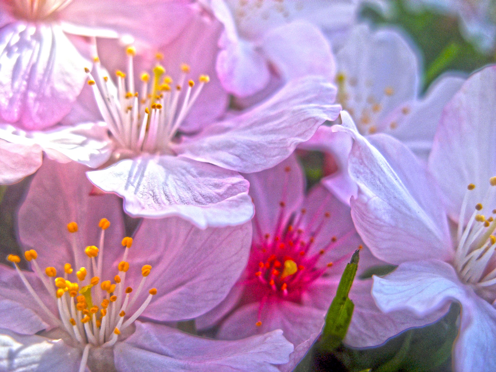 Cherry Blossom _0083.jpg