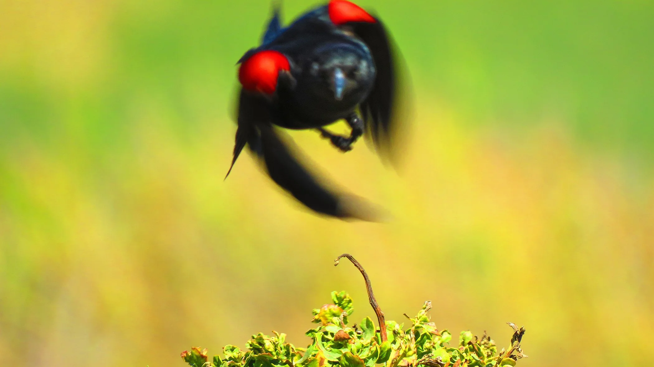 Red Wing b bird_5502 copy.jpg