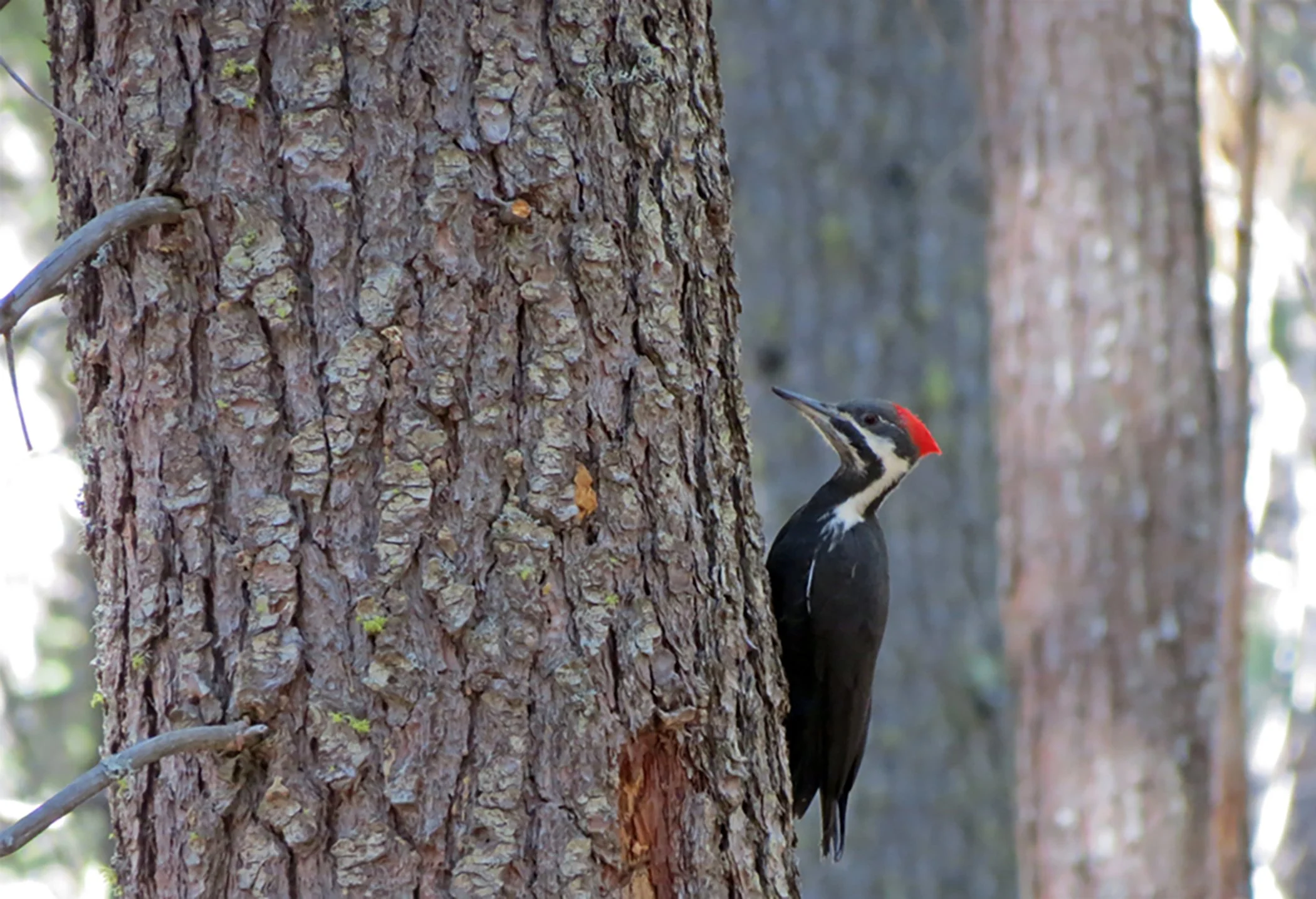 Woodpecker_7604 copy.jpg