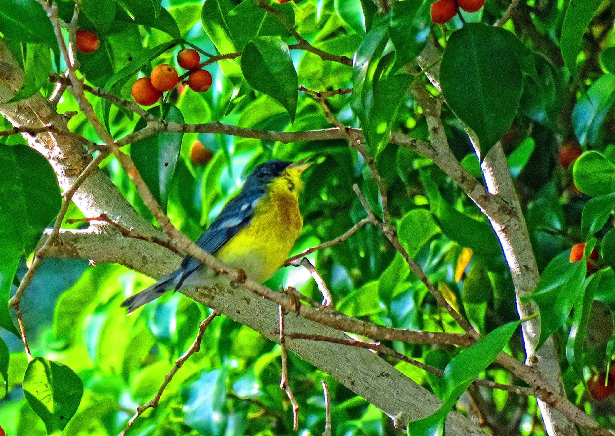 Tropical Perula copy.jpg