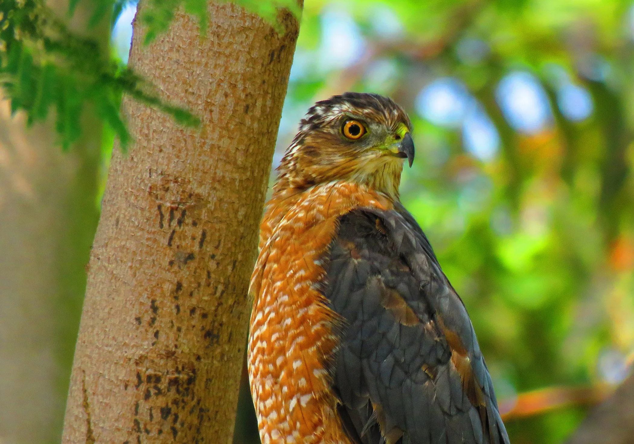 Red-shouldered hawk_5783 copy.jpg