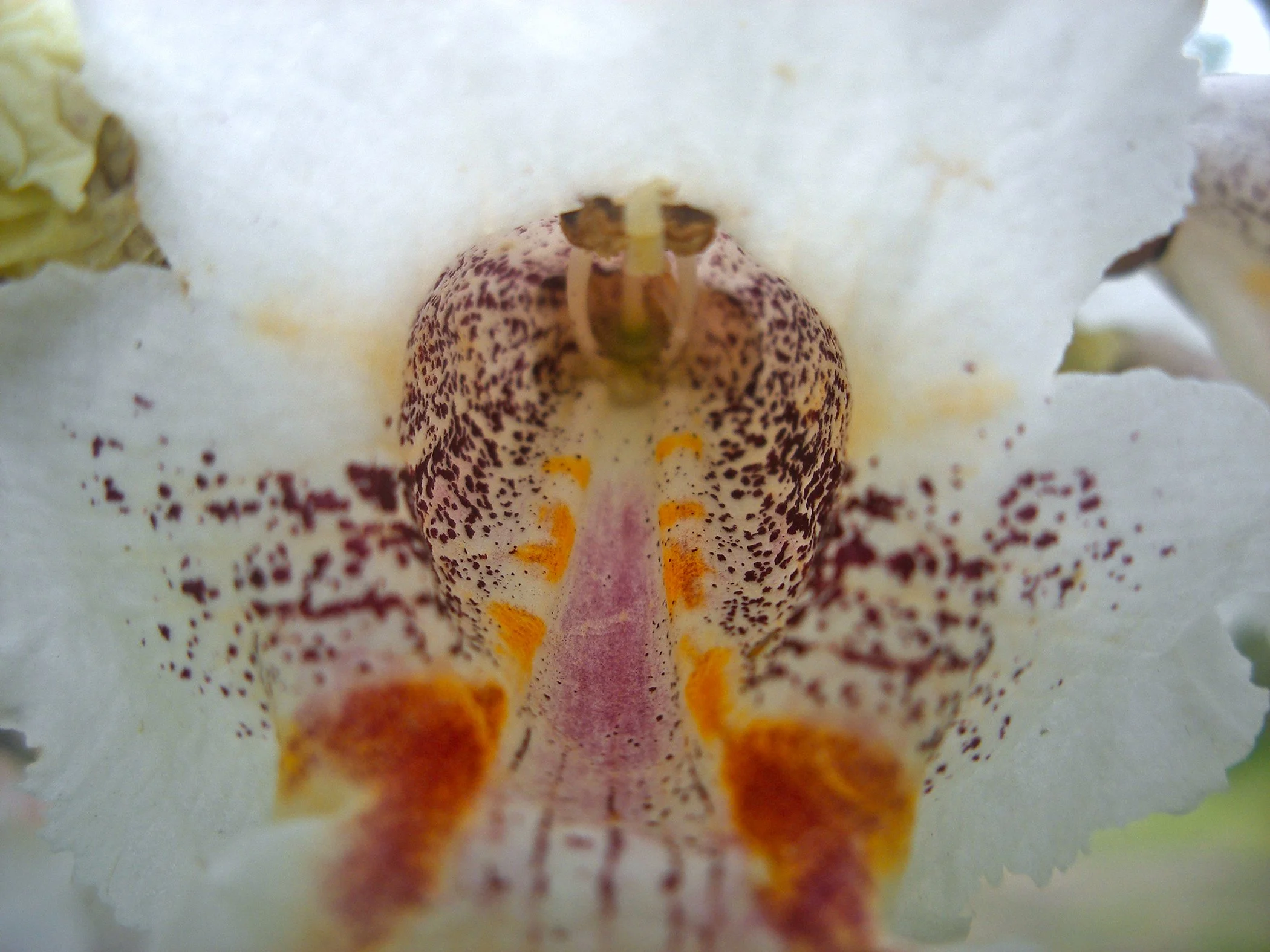 Flower_4371 copy.jpg