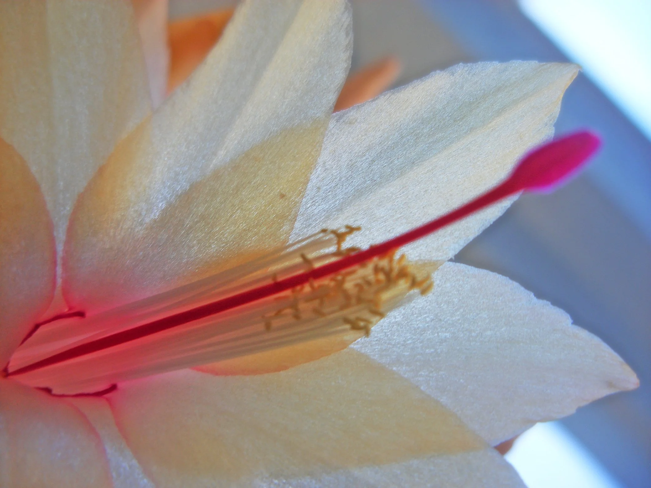 Flower_3432.jpg