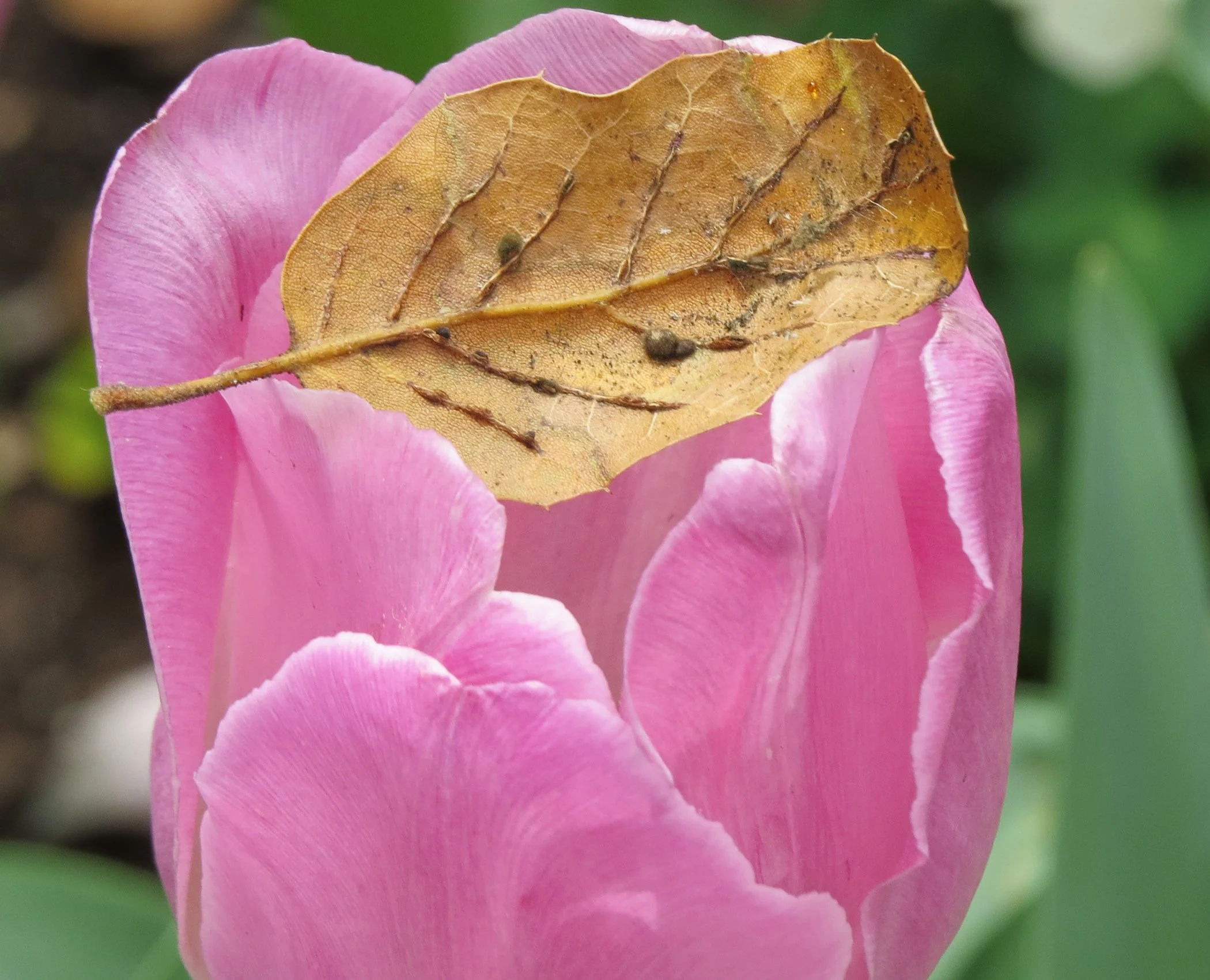 Tulip leaf_7464 pink copy.jpg