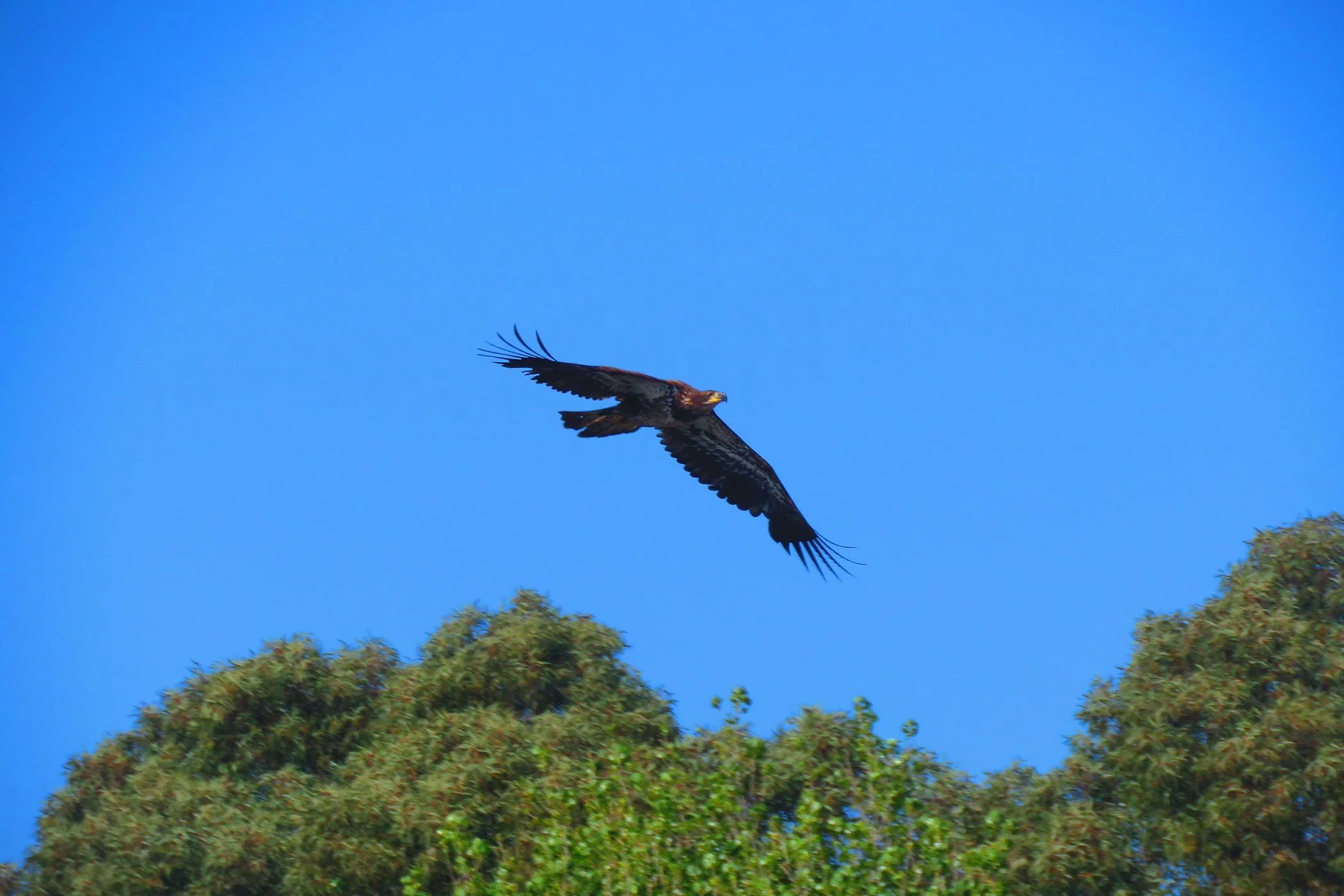 Einstein_2892 copy.jpg