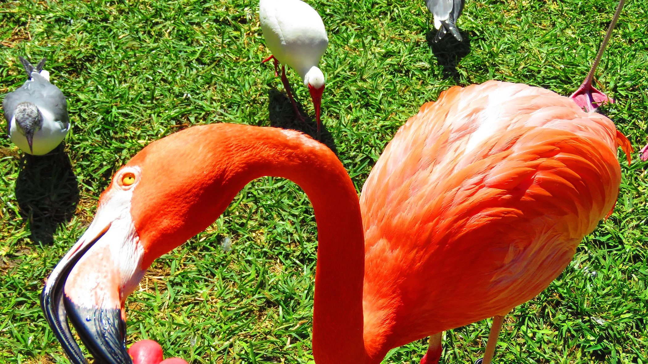 Flamingo_9158 copy.jpg
