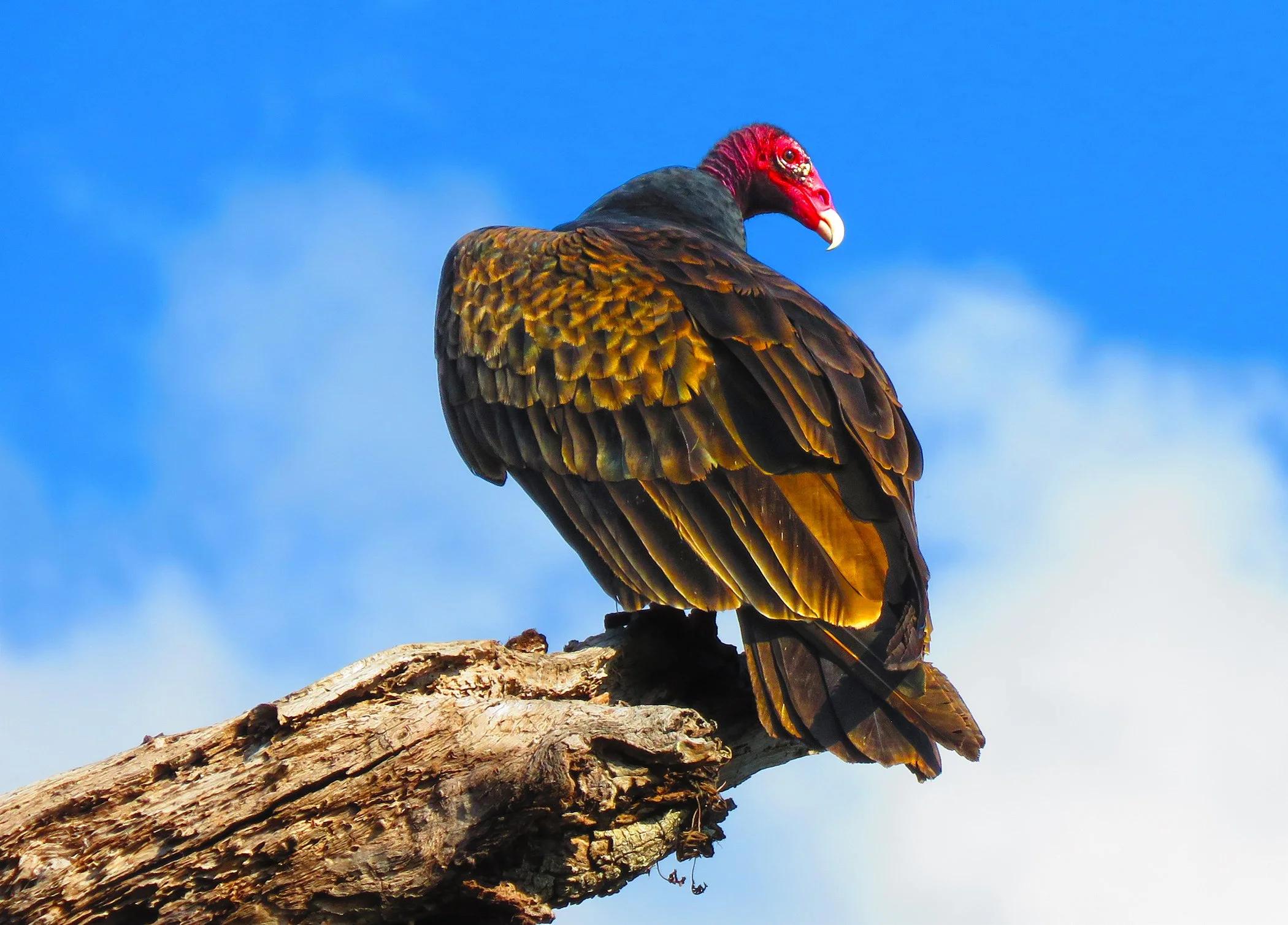 Vulture_8794 copy.jpg