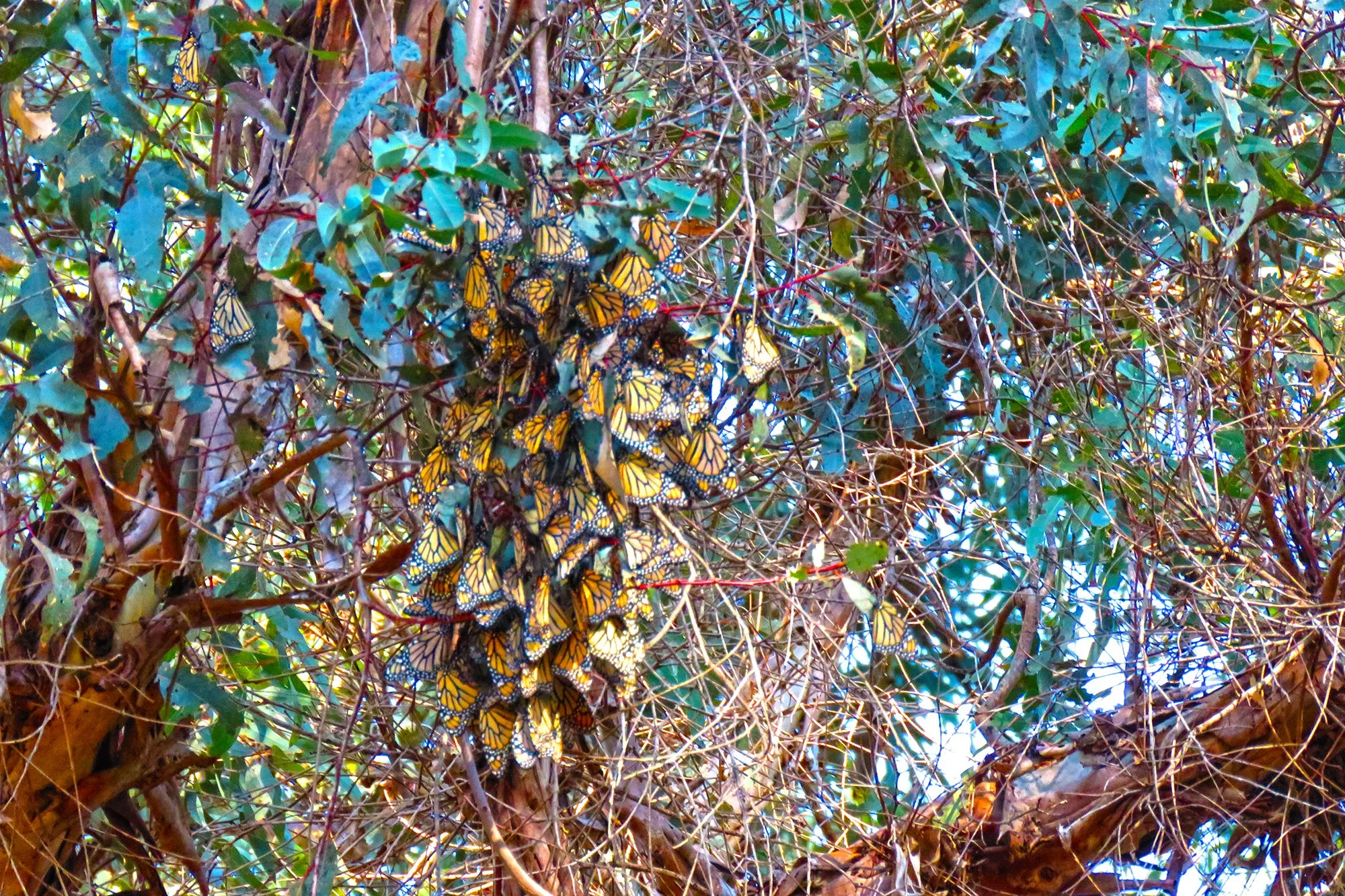 29 Butterflys_0101.jpg