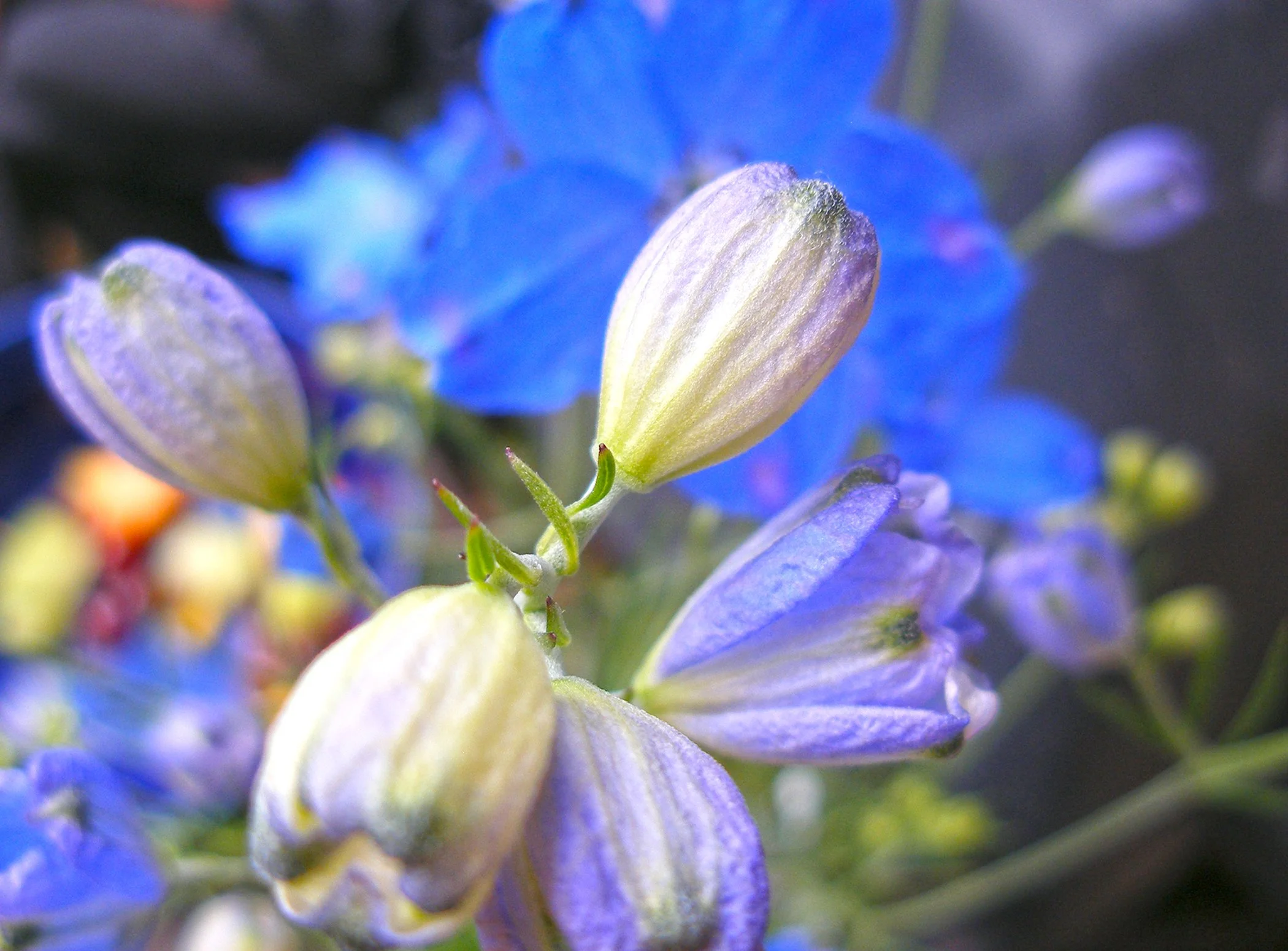 Blue Flower 3615 copy.jpg