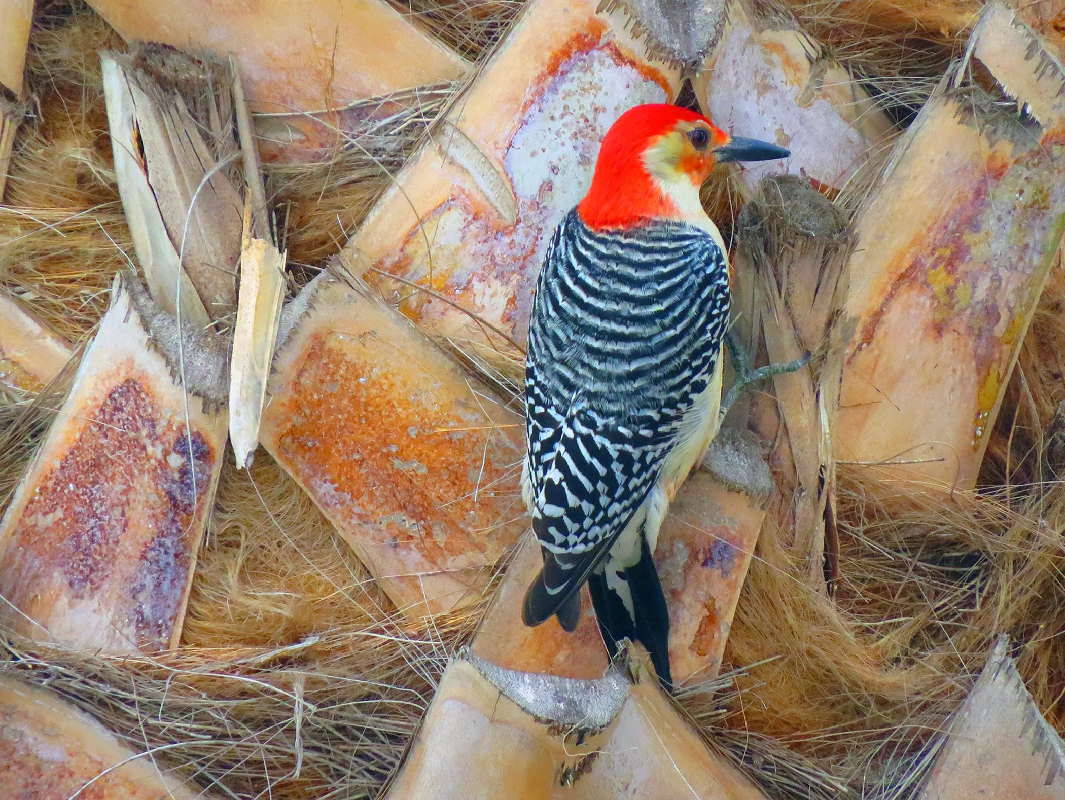 Florida Woodpecker_6703 copy.jpg