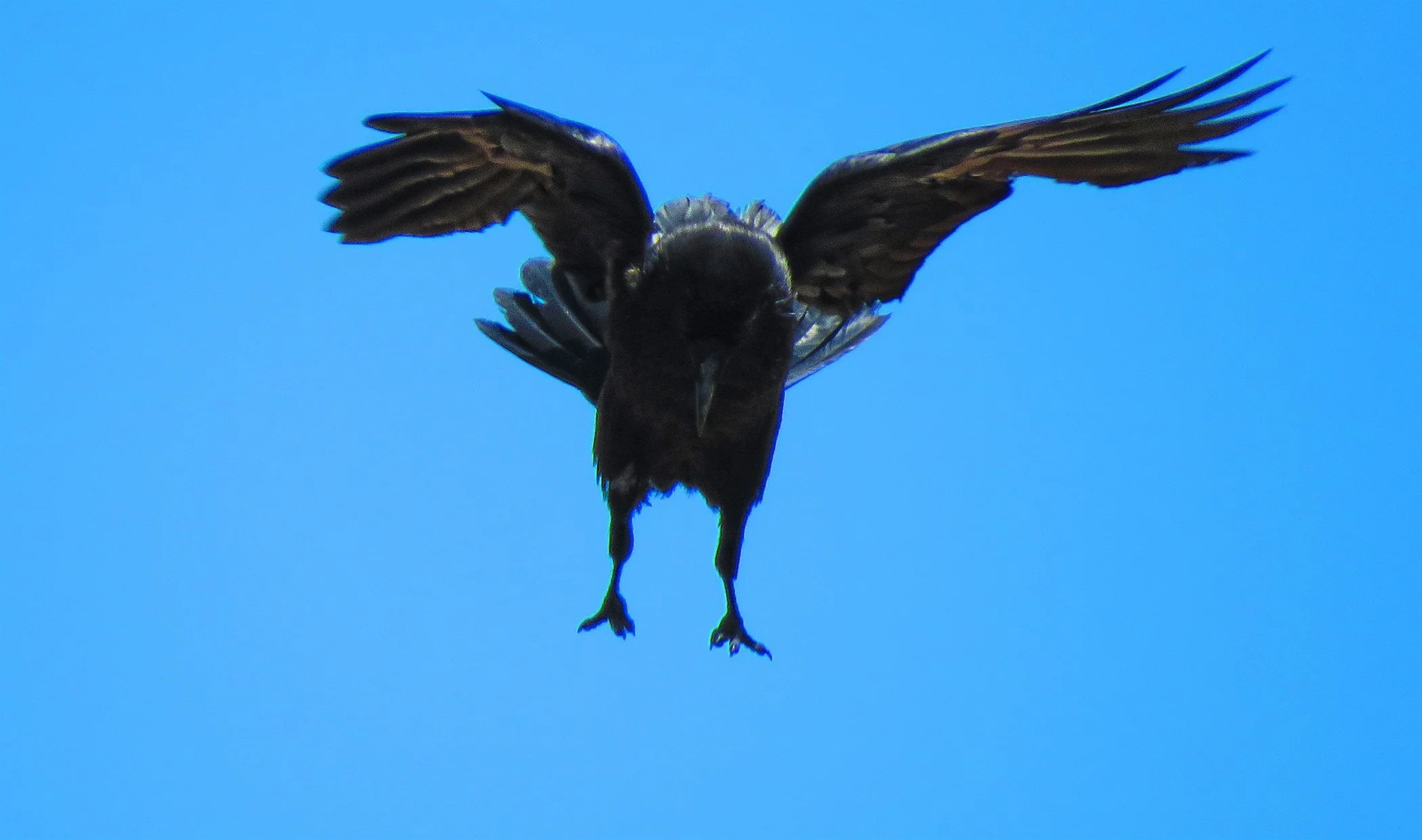 Crow_2271.jpg