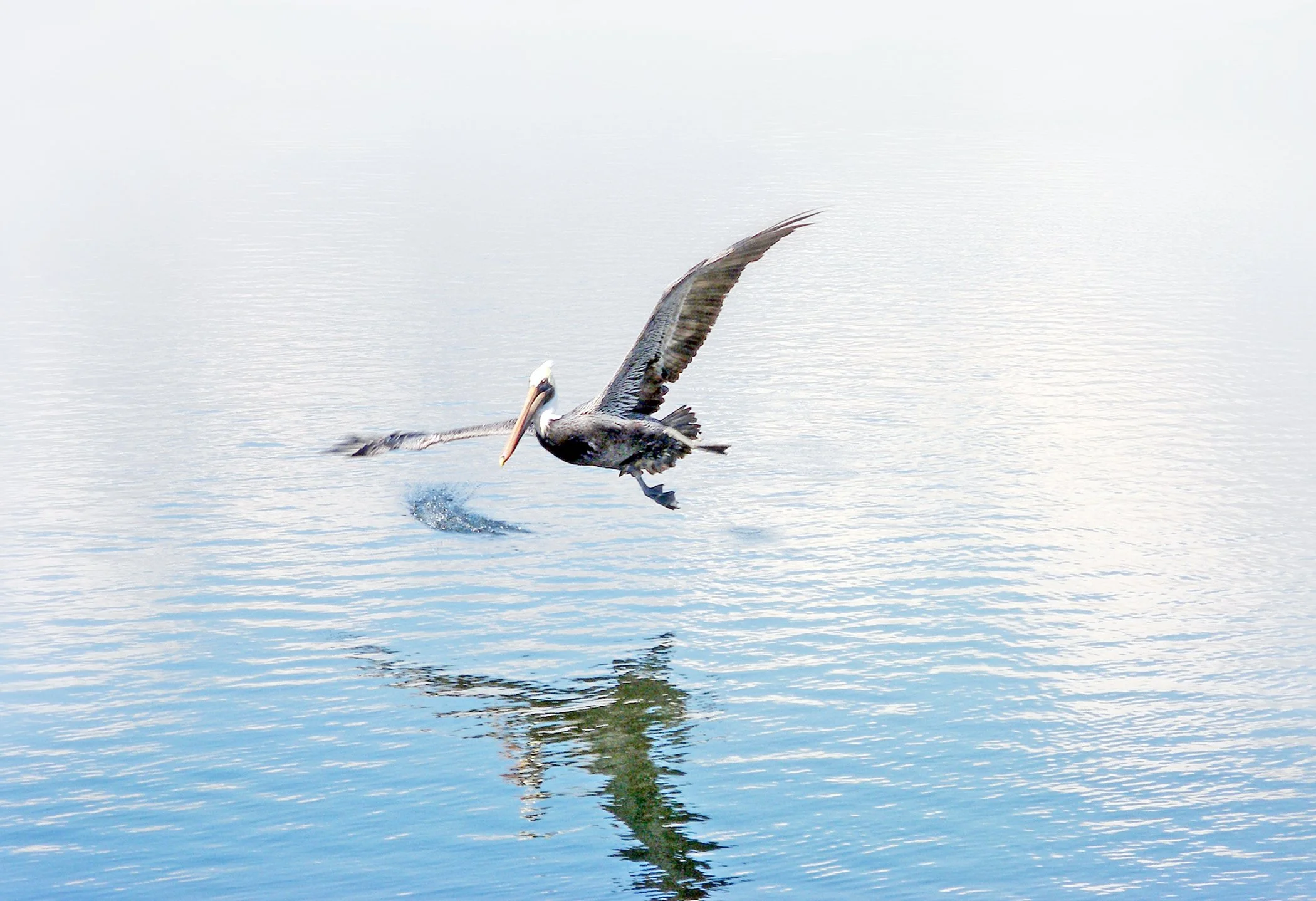 Pelican 4312 copy.jpg