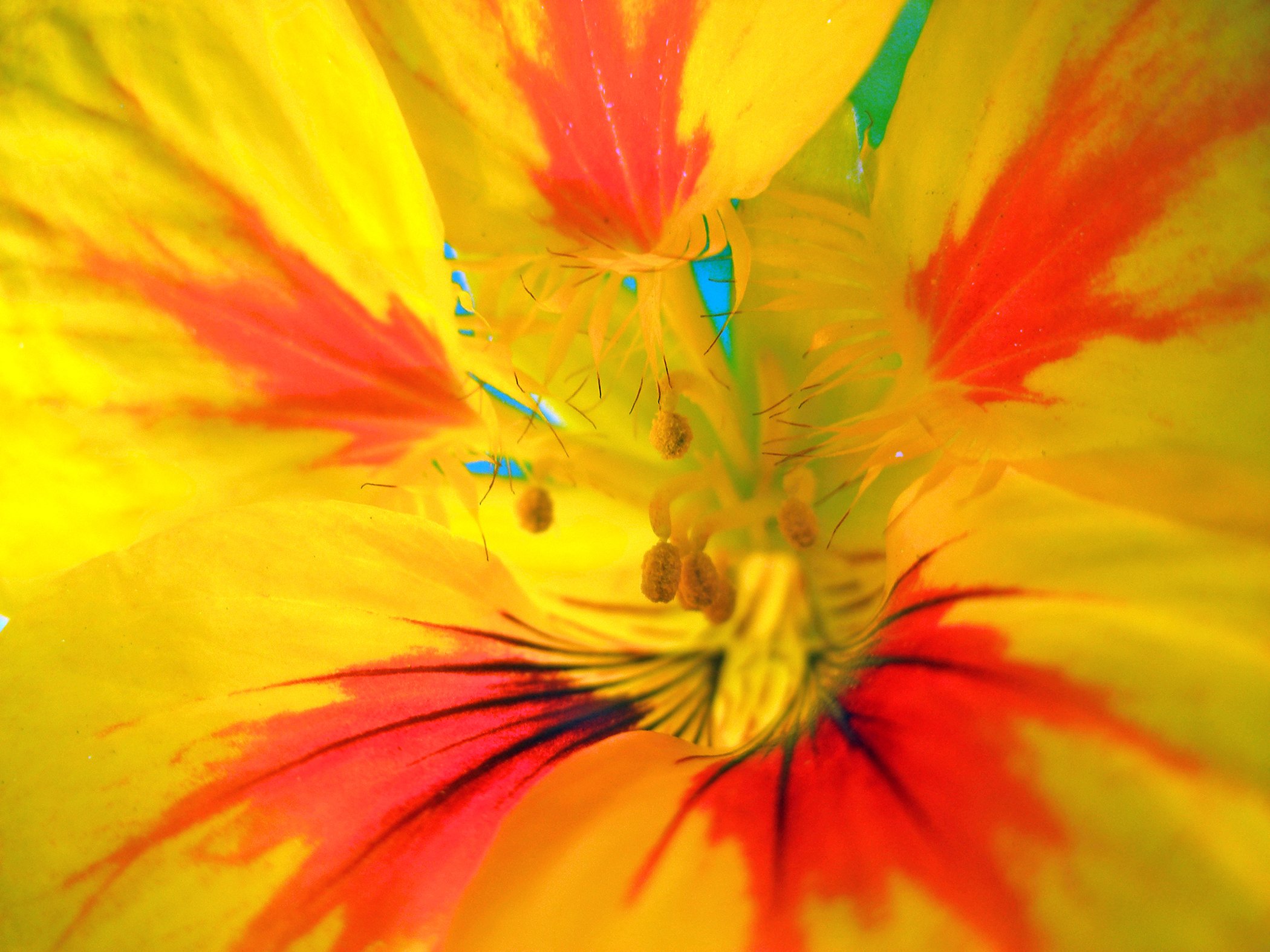 Flower _6380 copy.jpg