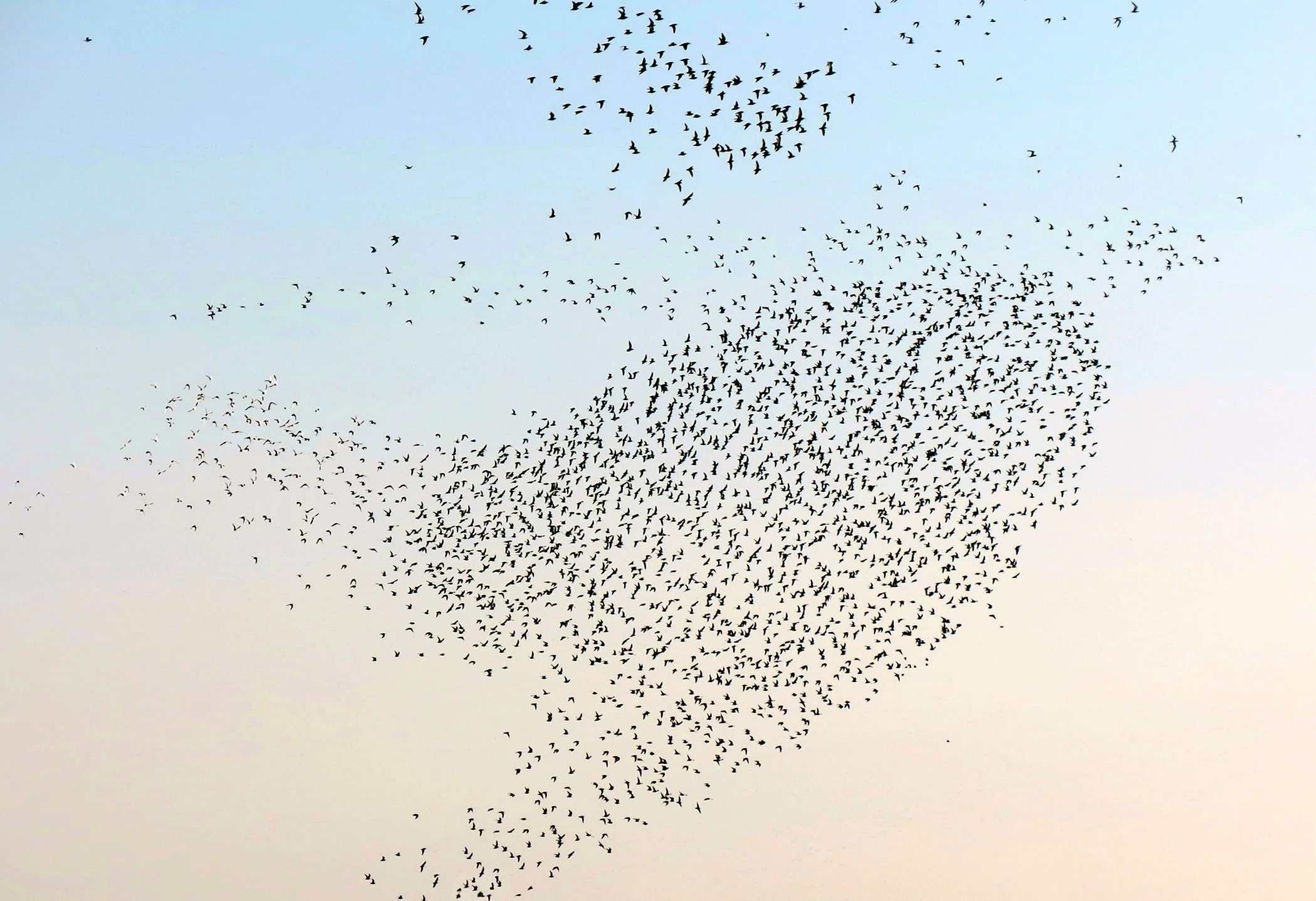 Flock_2758 13x19 copy.jpg