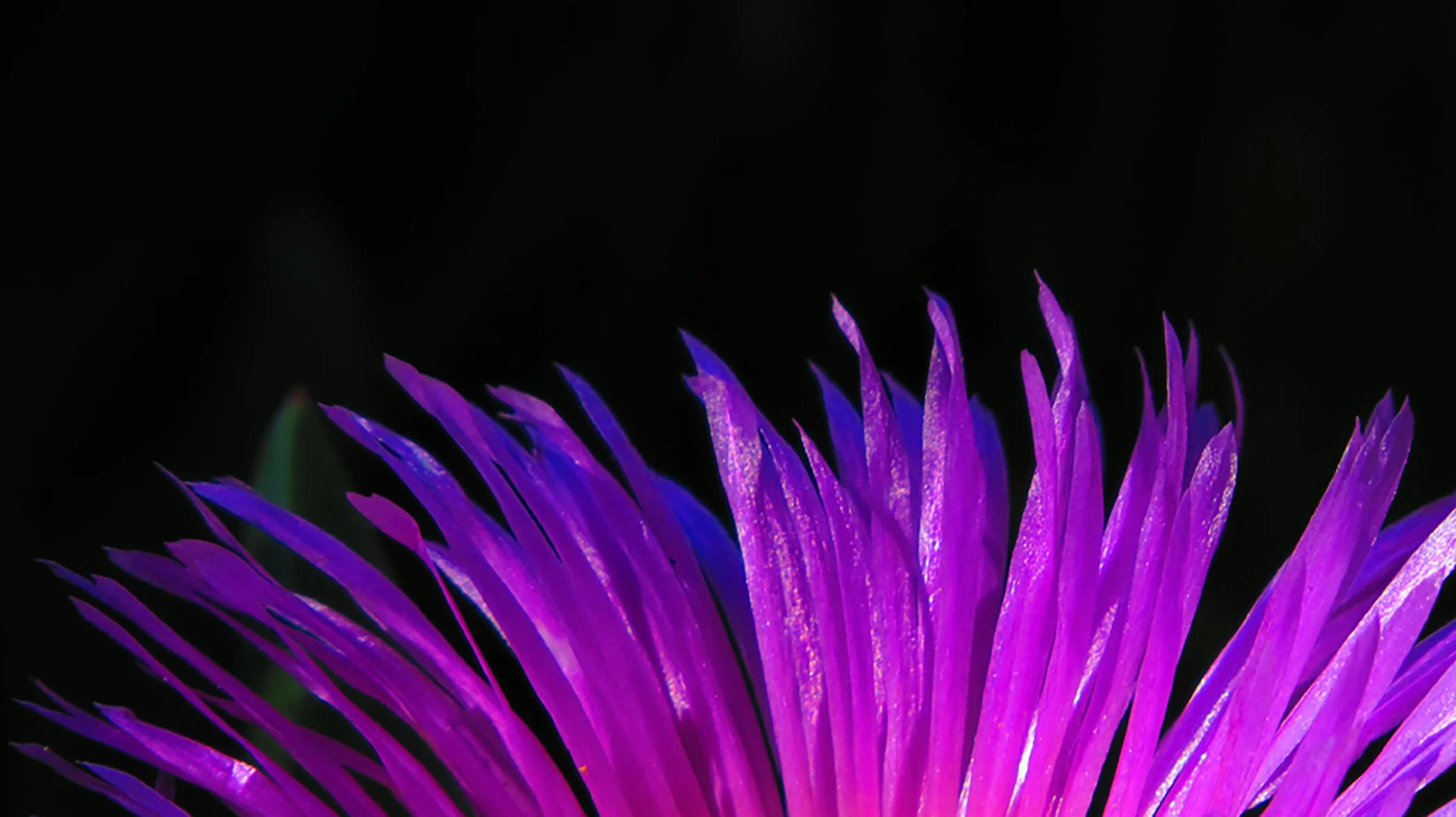 Violet Flower_0126 2 copy.jpg