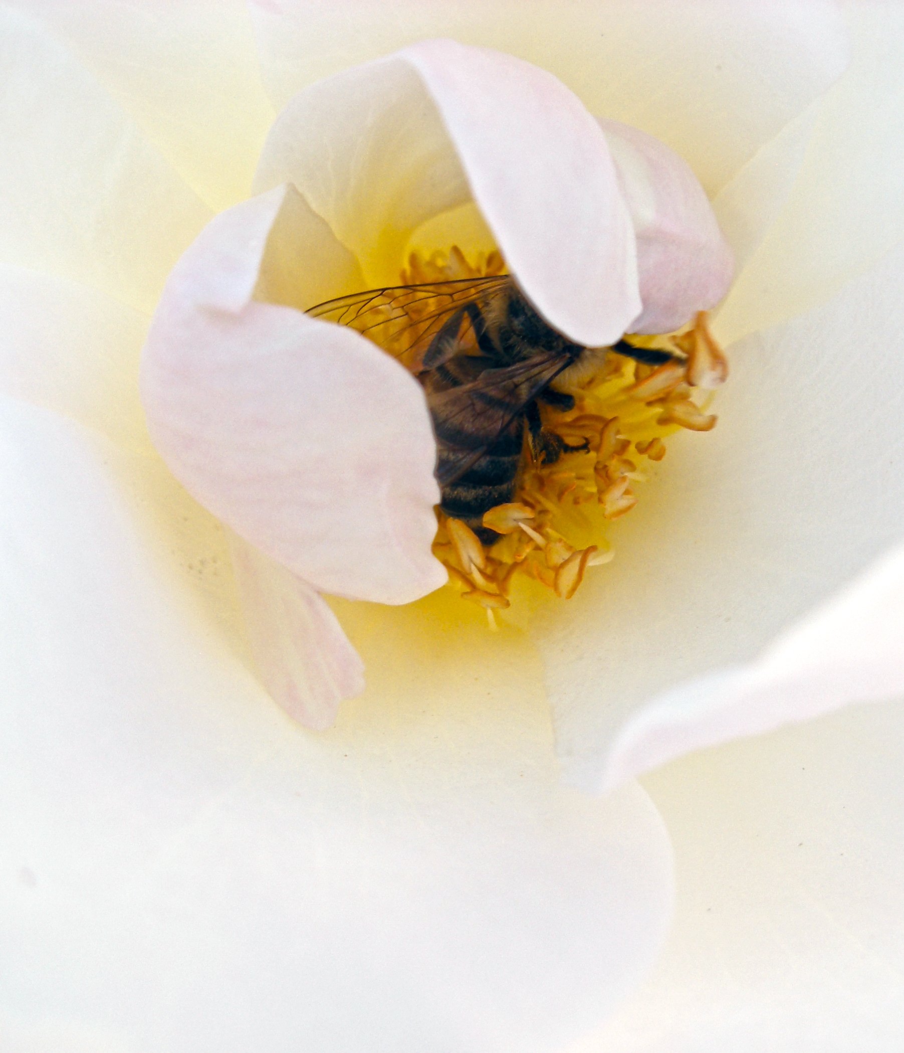 H - Bee in Rose  copy 2.jpg