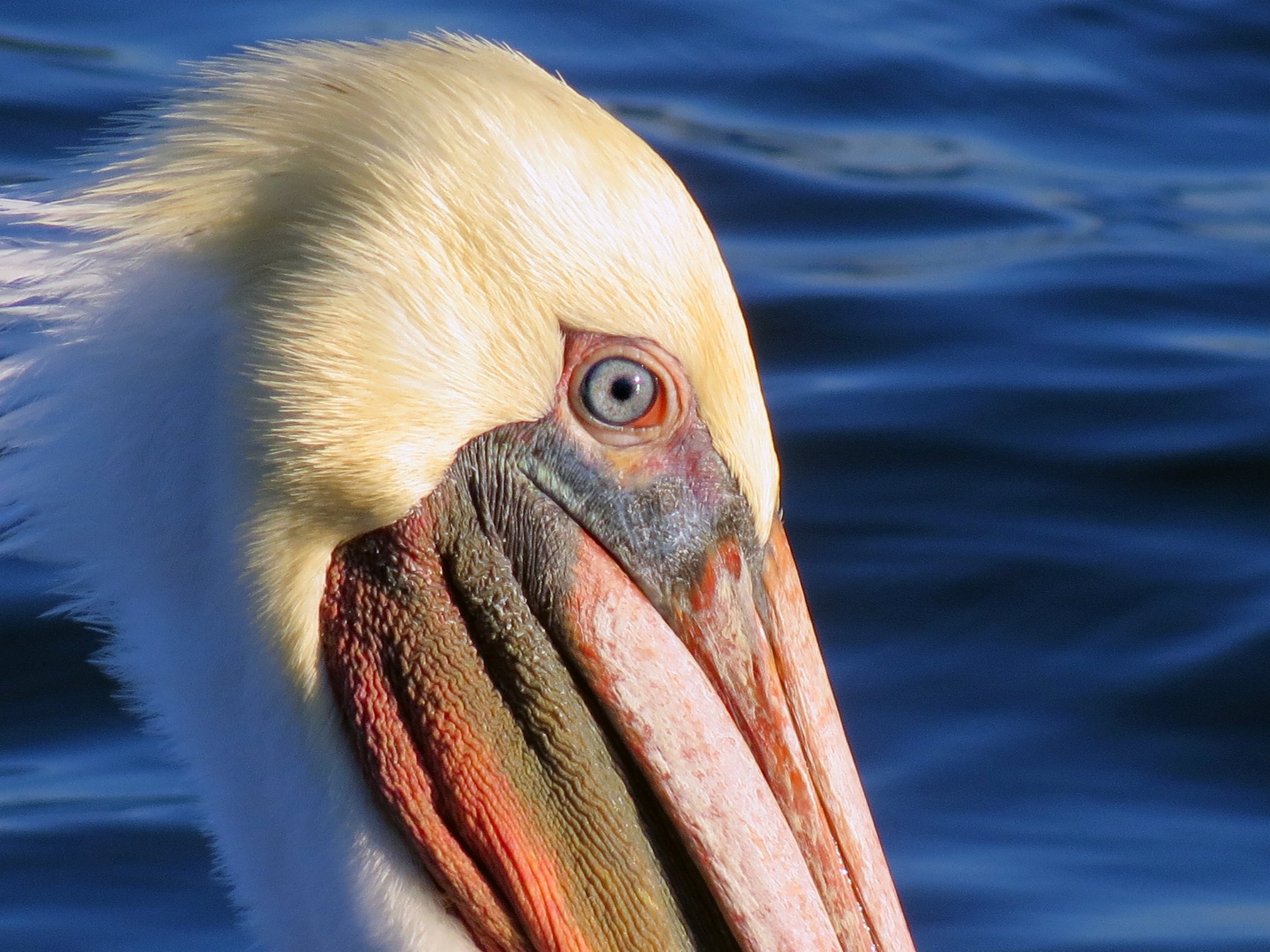Pelican_0458 copy.jpg