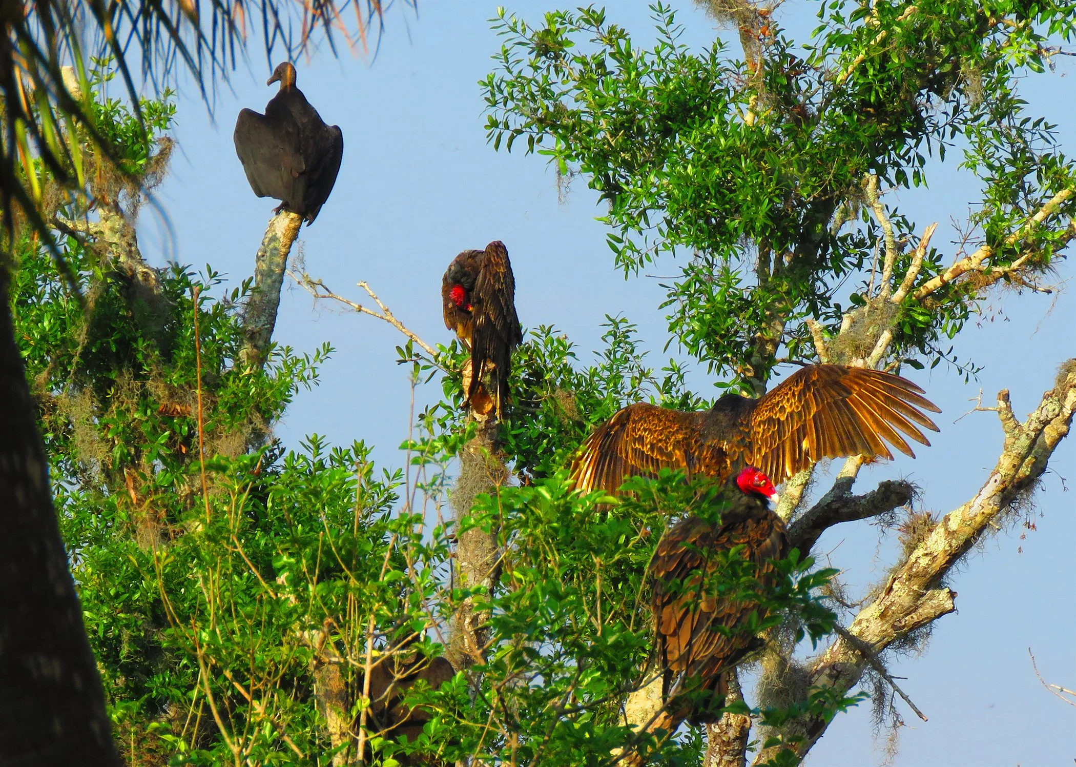 Vultures_8869 copy.jpg