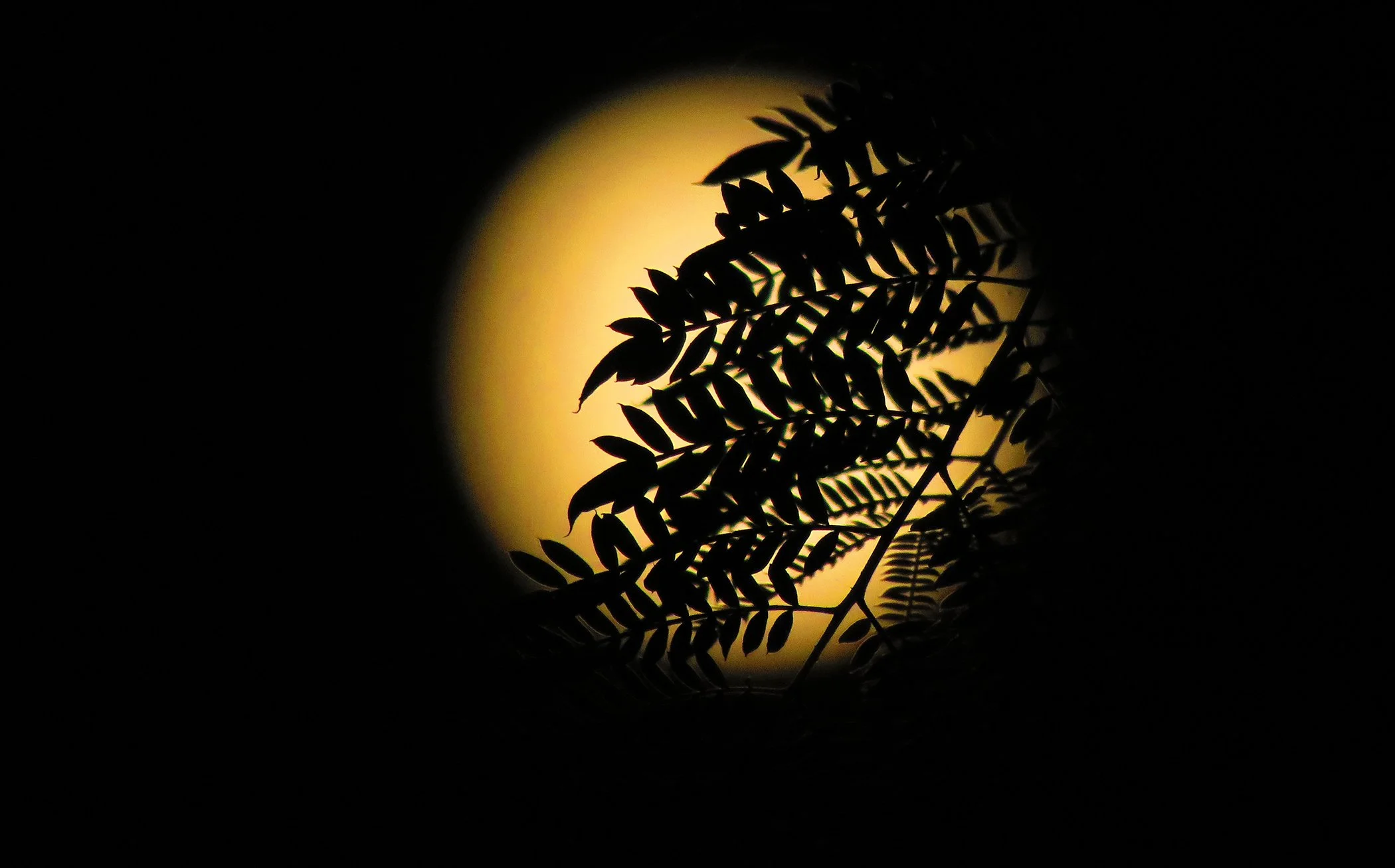 Zen Moon_6717 copy.jpg