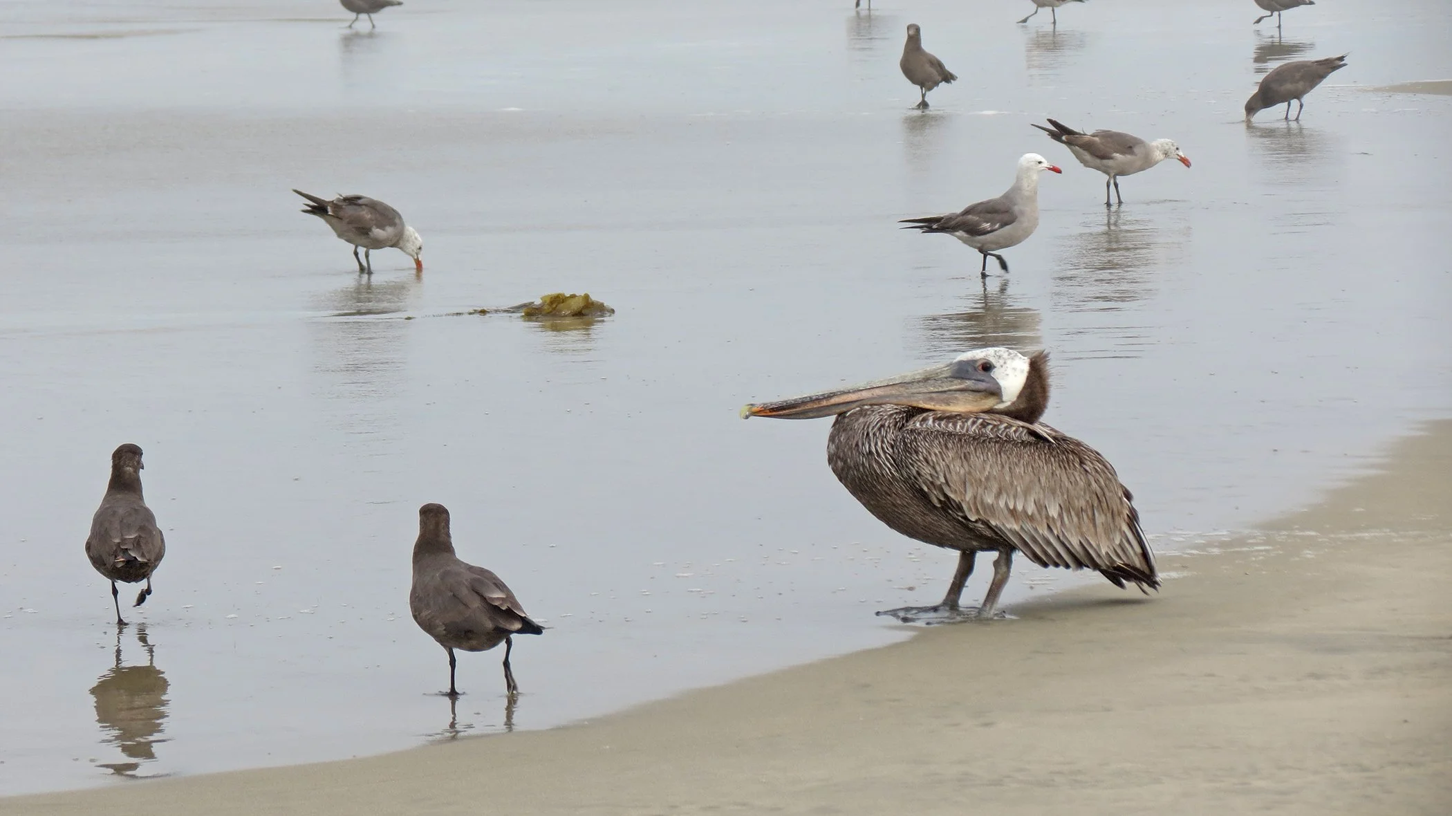 Pelican_7167 copy.jpg