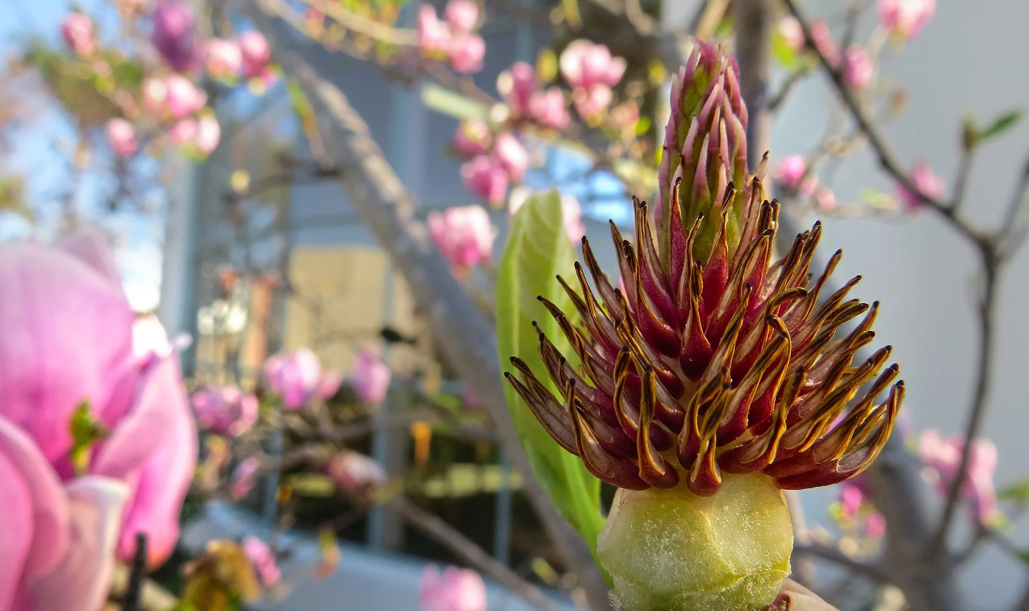 Tree blossom_0155 copy.jpg