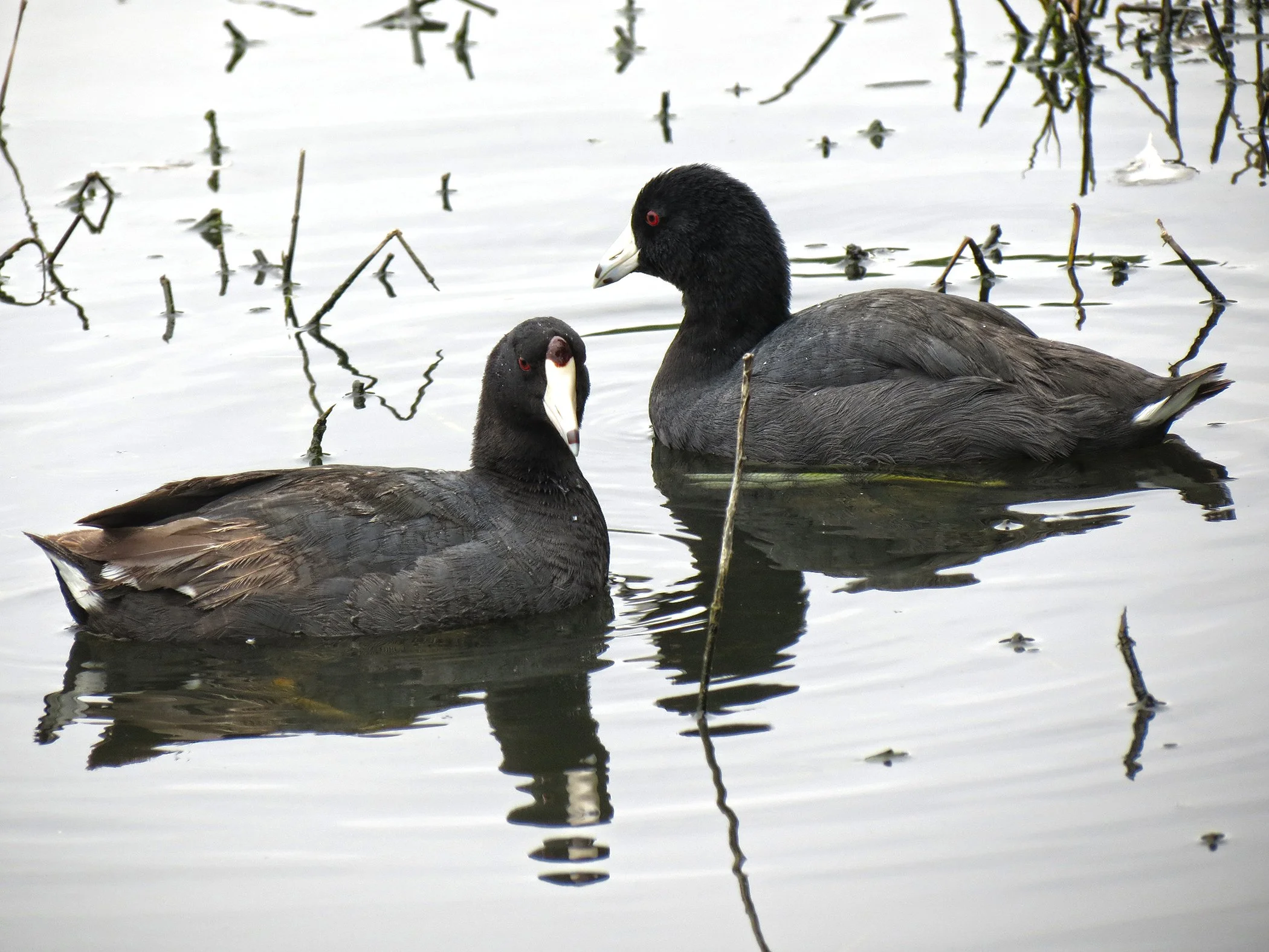 Coots_3219 copy.jpg