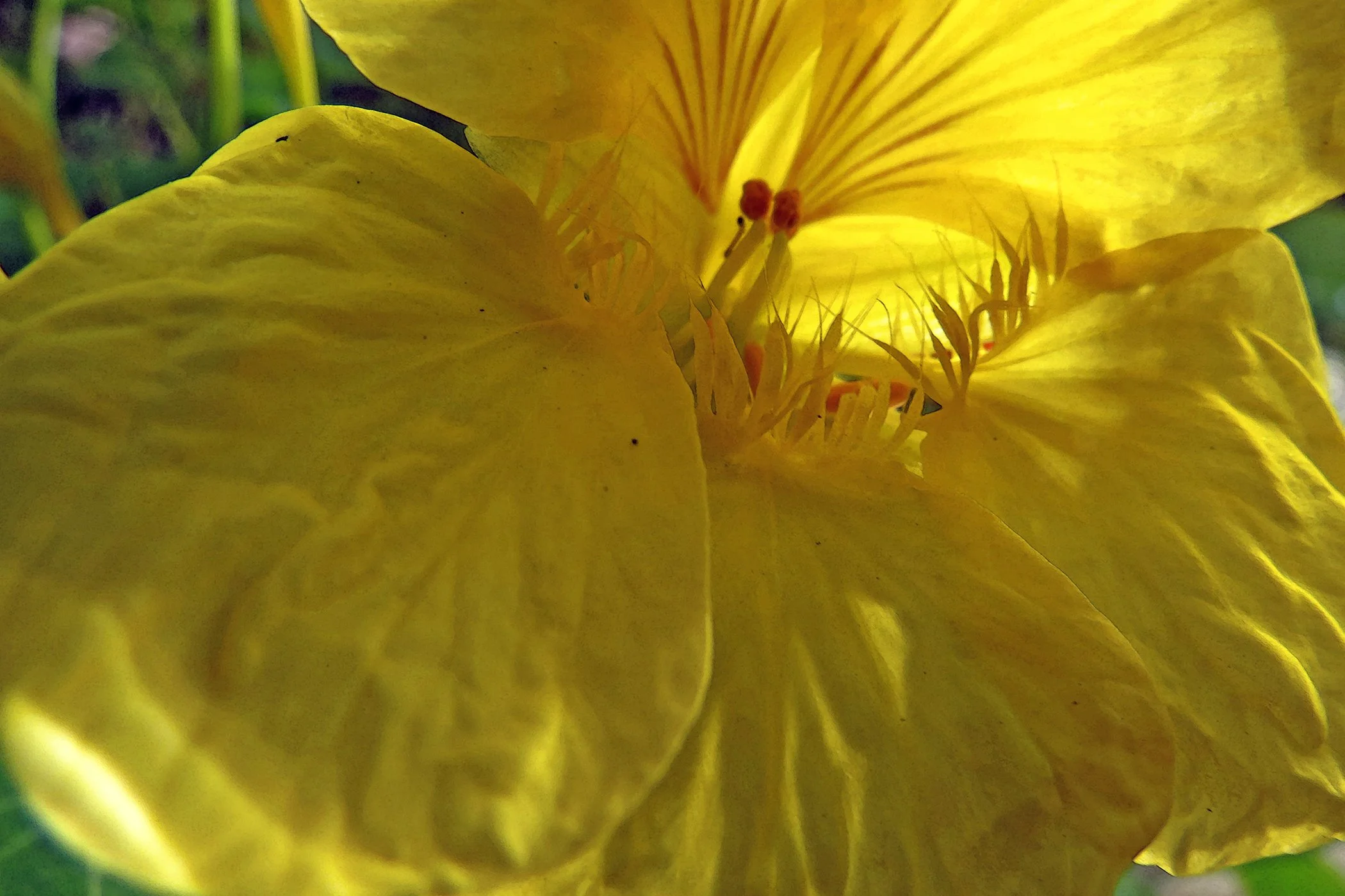 Nasturtium_8075 copy.jpg