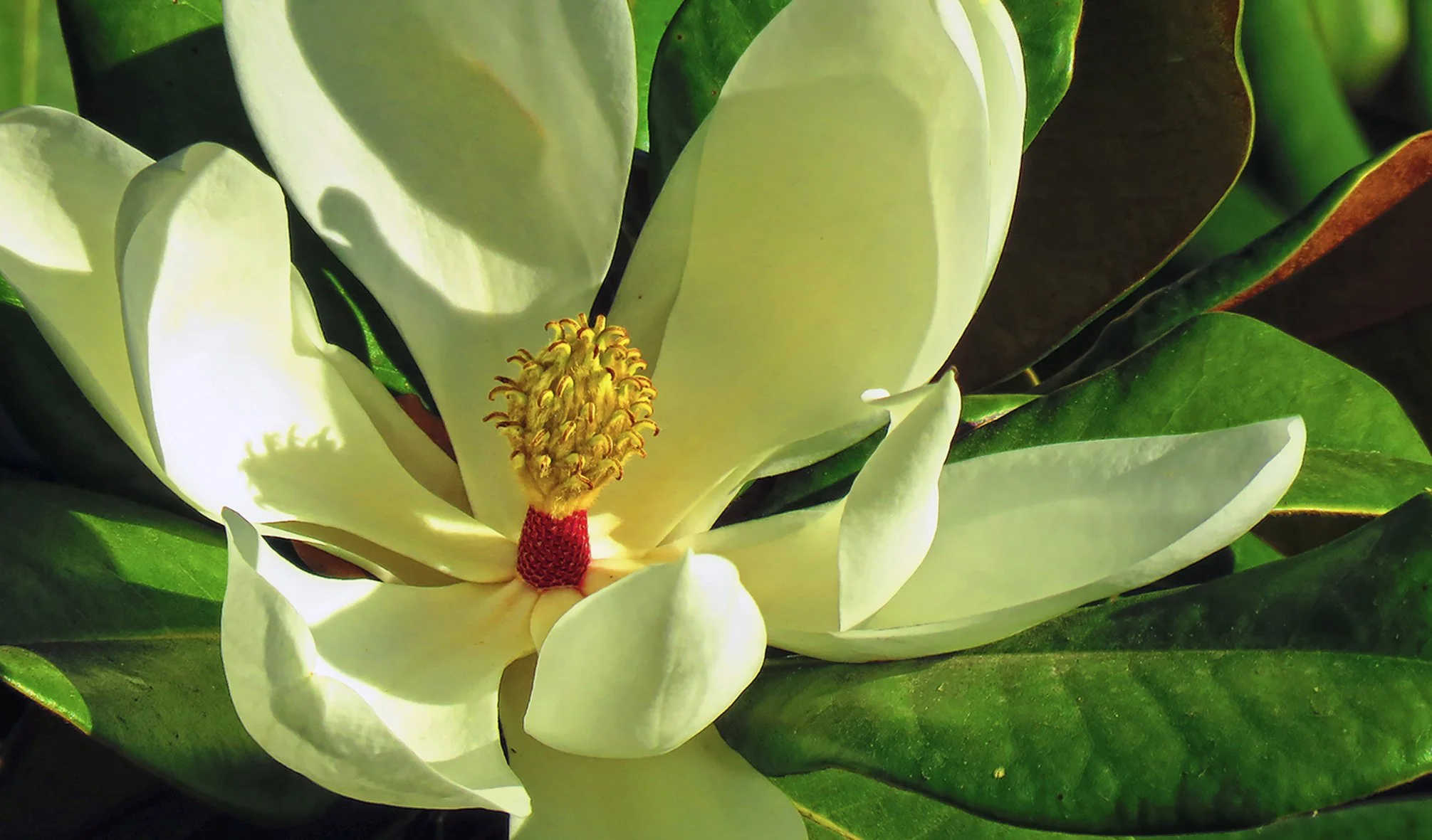 Flower_6692 copy.jpg