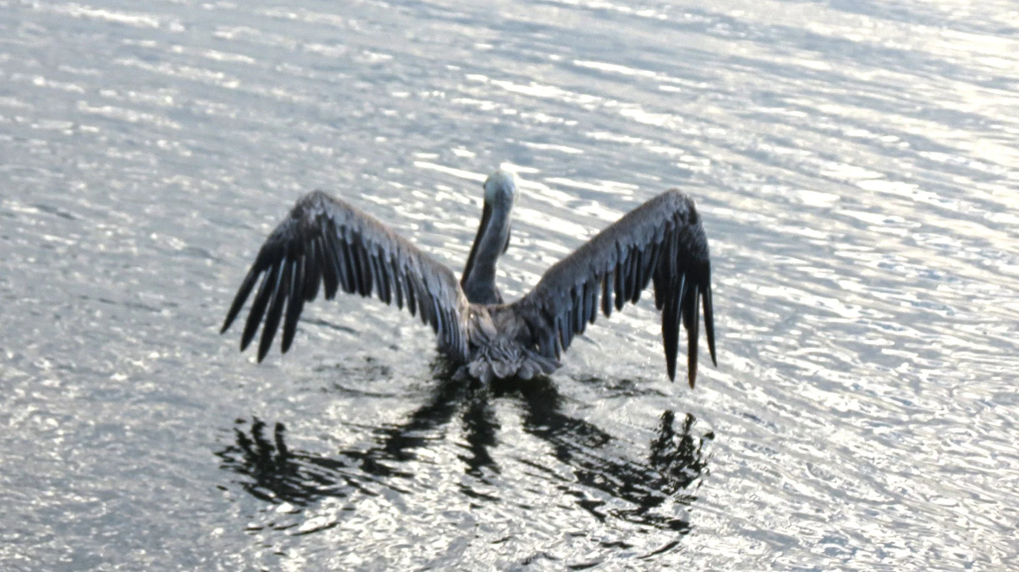 Pelican_9291 copy.jpg