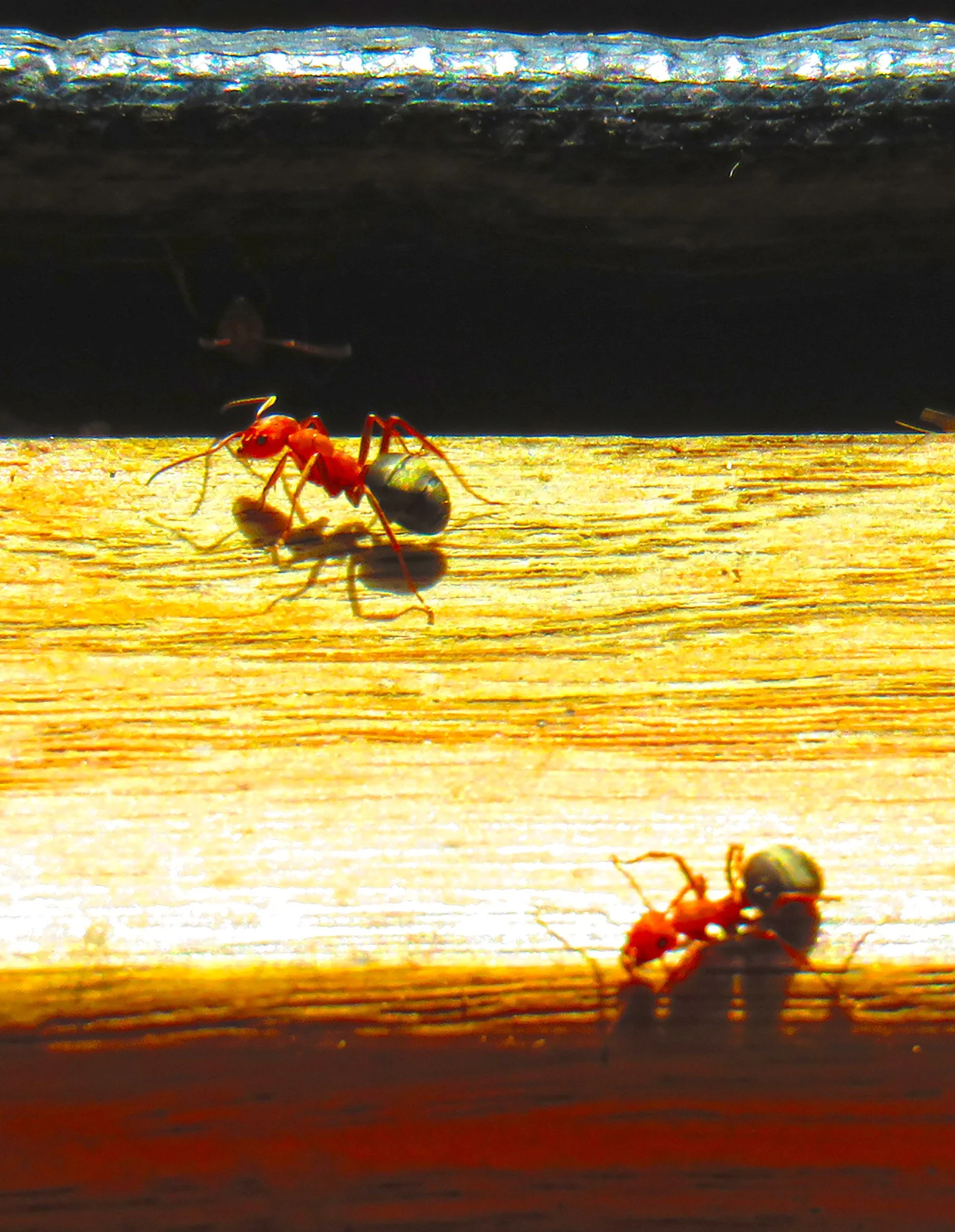 Ants_2243 Verticle copy.jpg