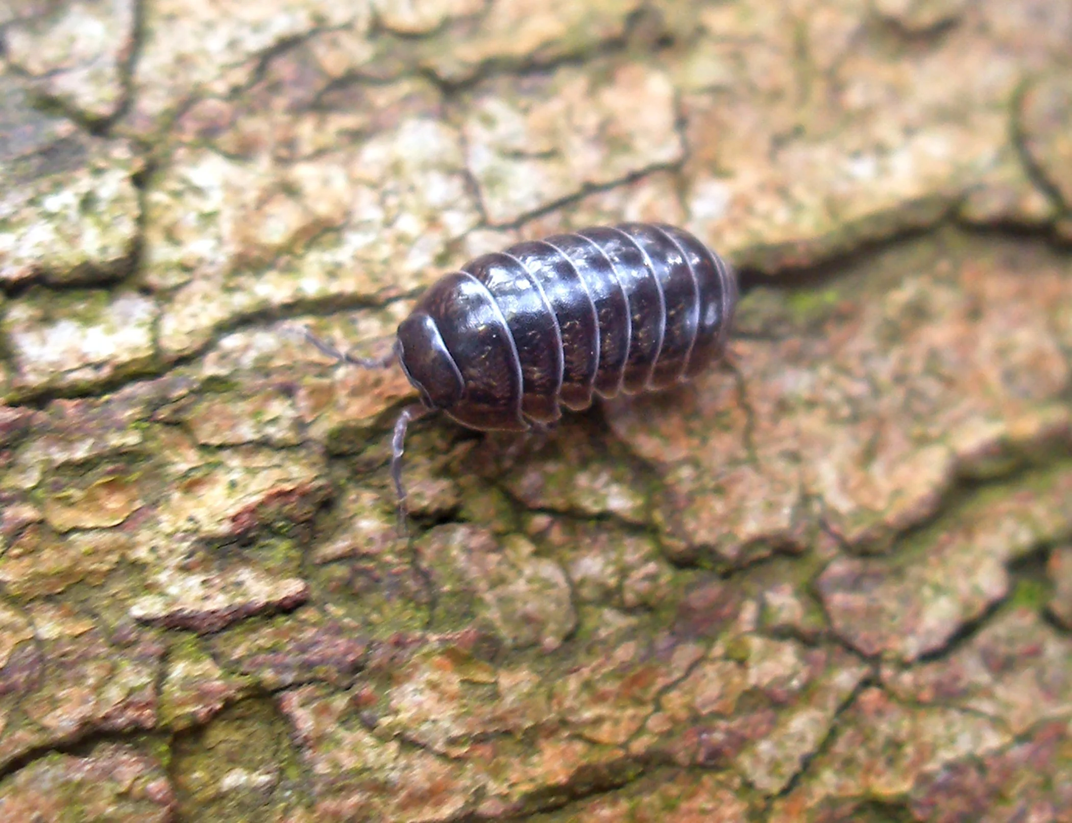 Armadillidiidae.jpg