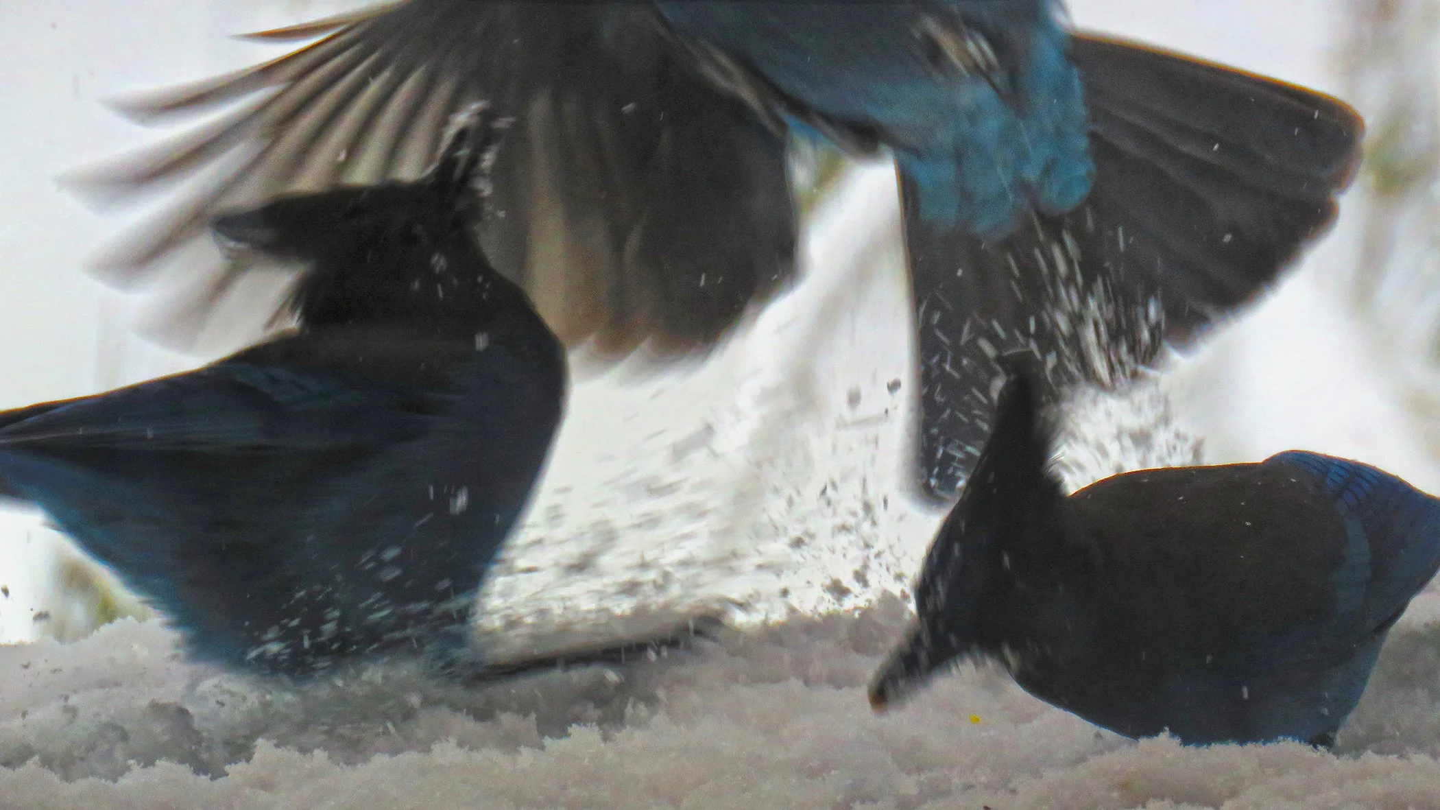 Blue Jay_0375 copy.jpg