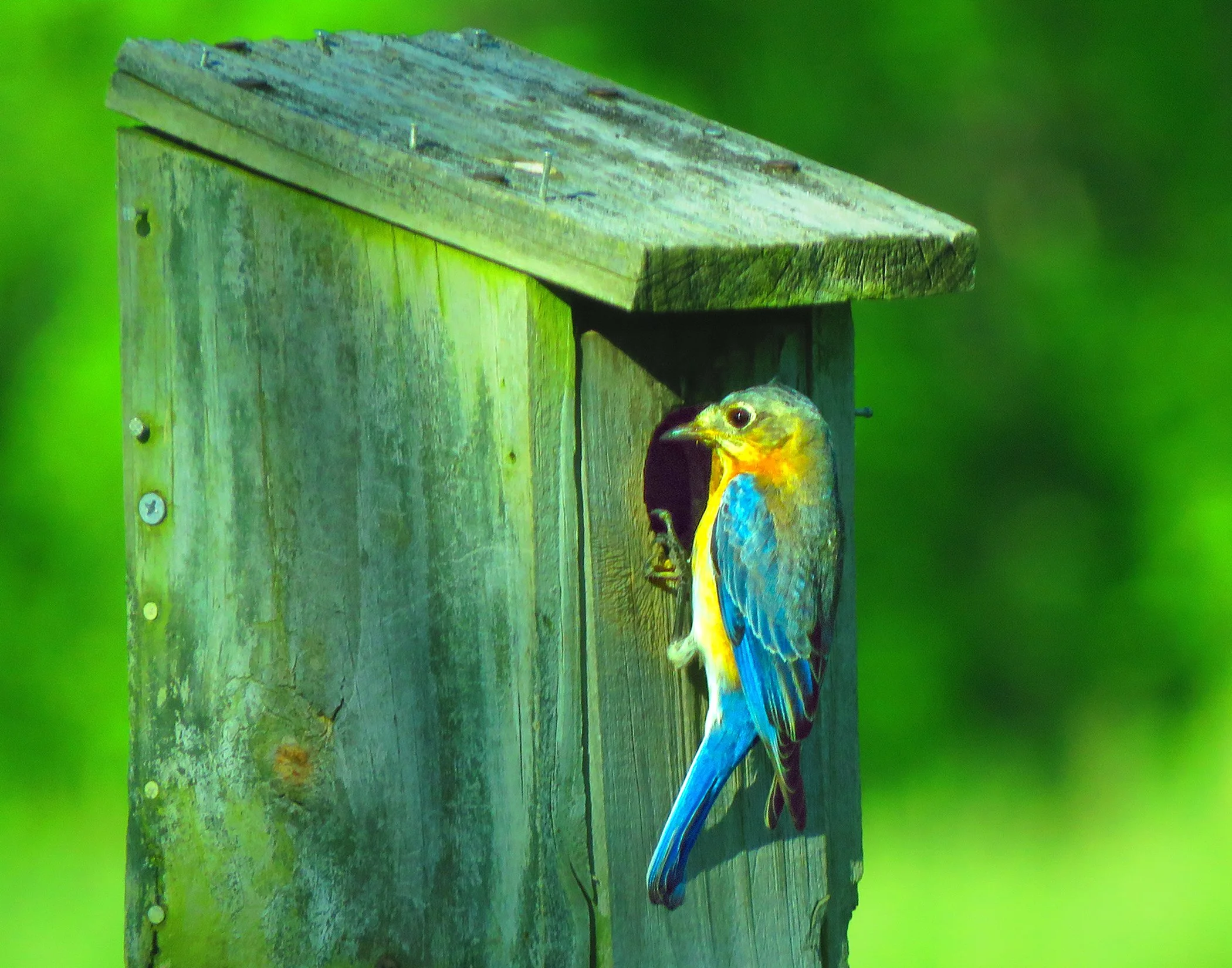 Bluebird_4877 copy.jpg