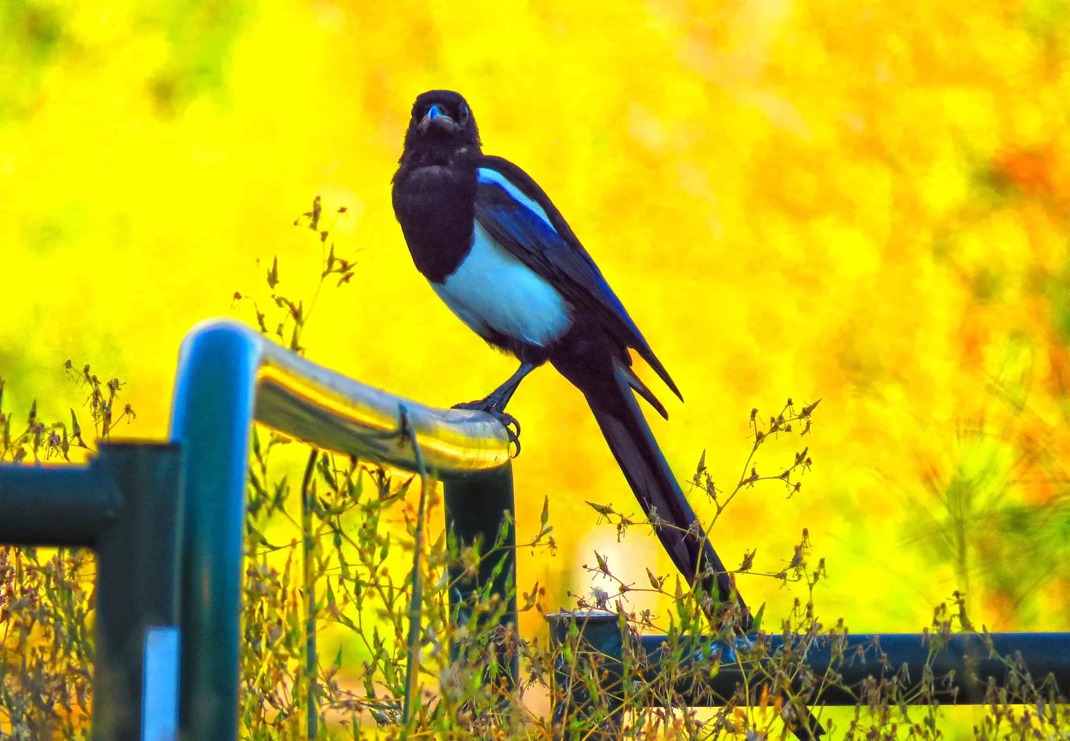 Black billed magpie_6397 copy.jpg