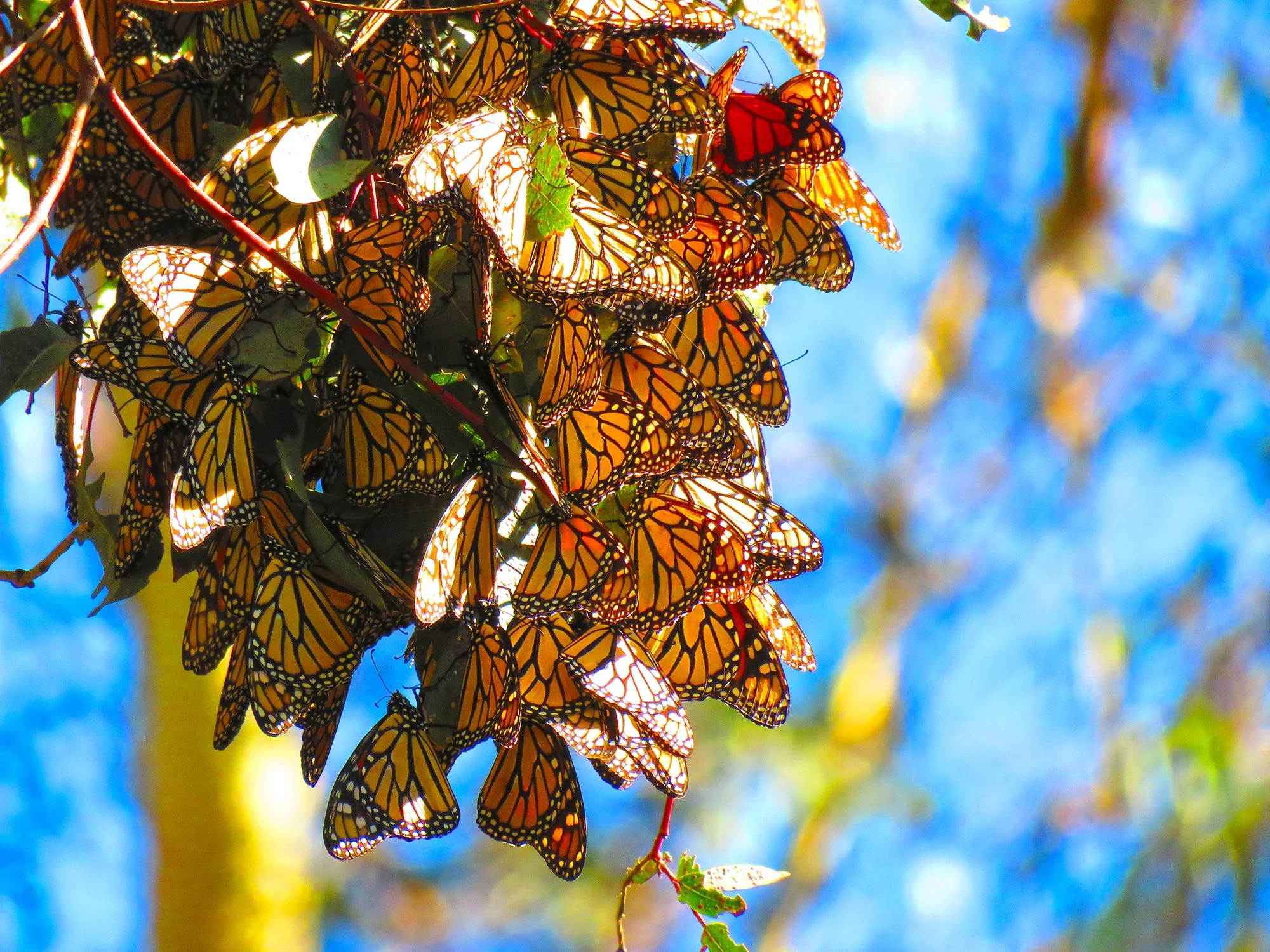 17 Butterflys_0502.jpg