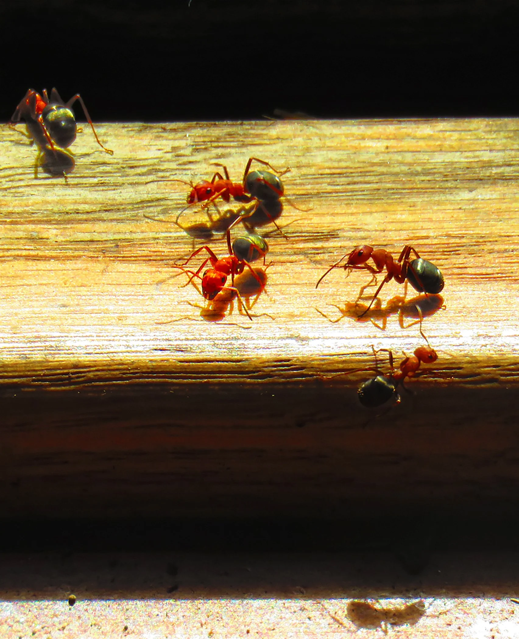 Ants_2241 Verticle copy.jpg