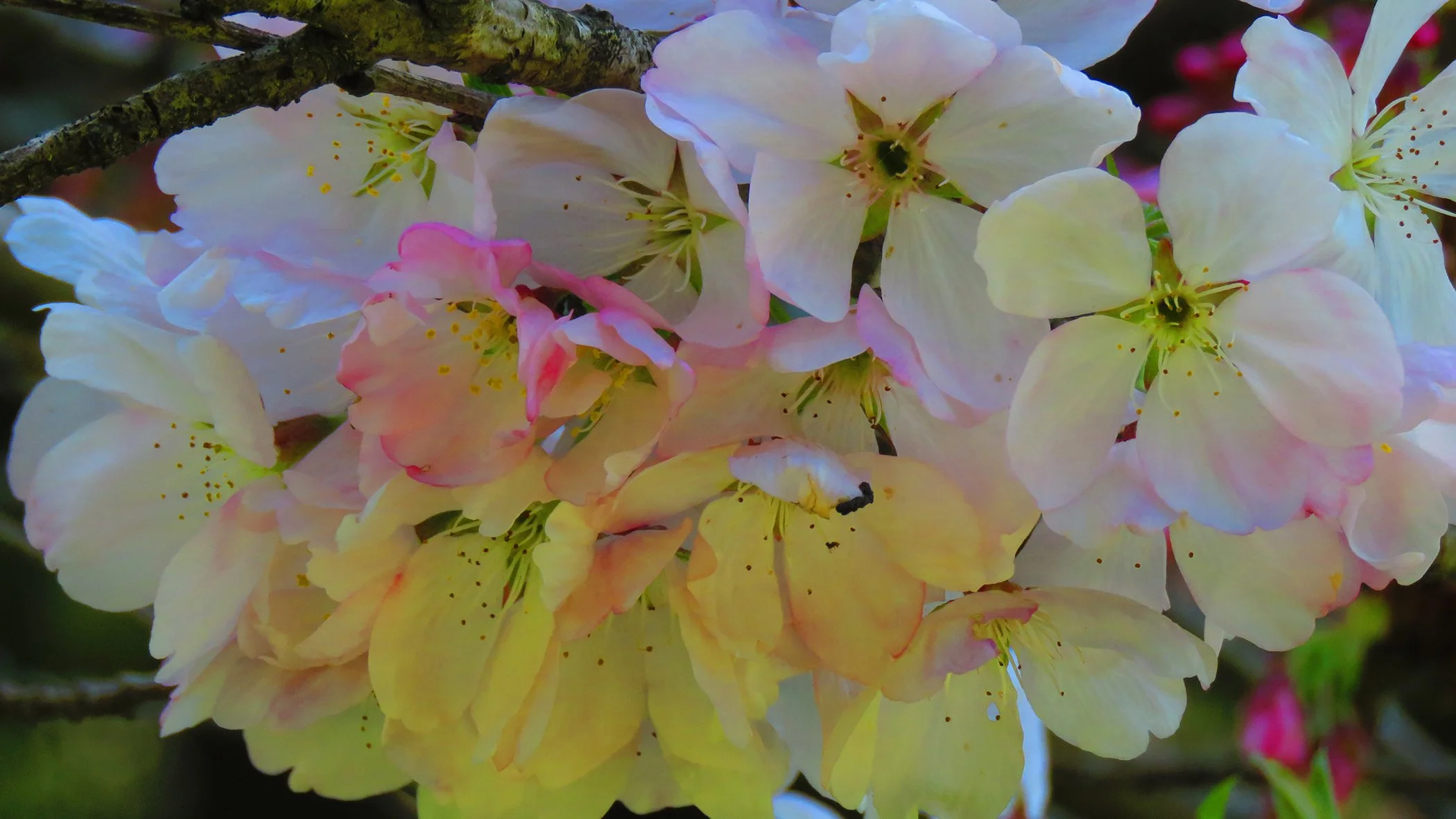 Flower_8411 copy.jpg