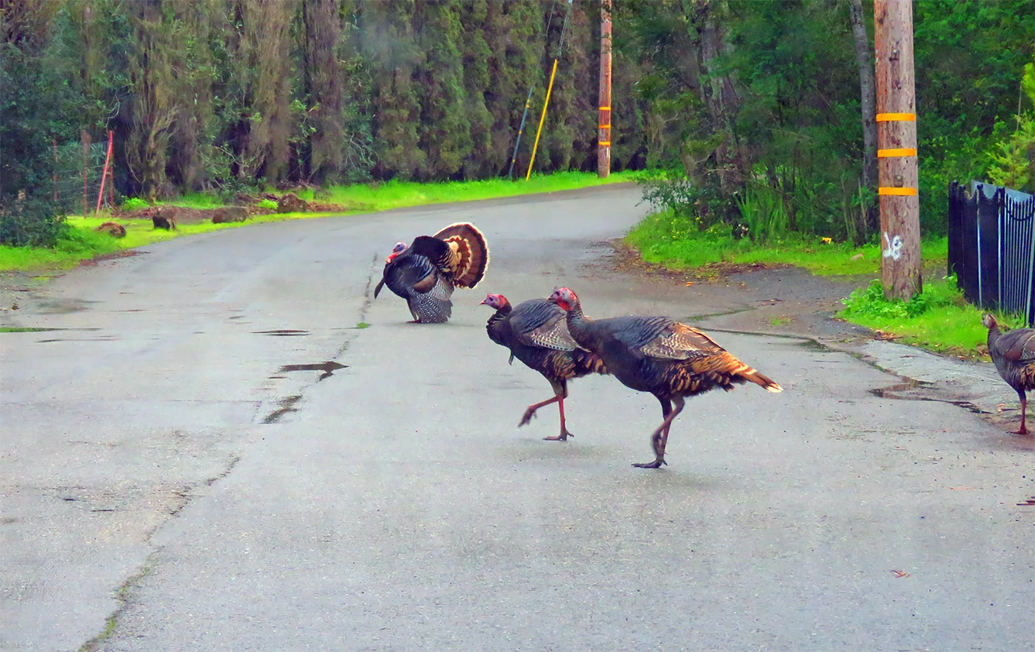 Turkeys_9545 copy.jpg