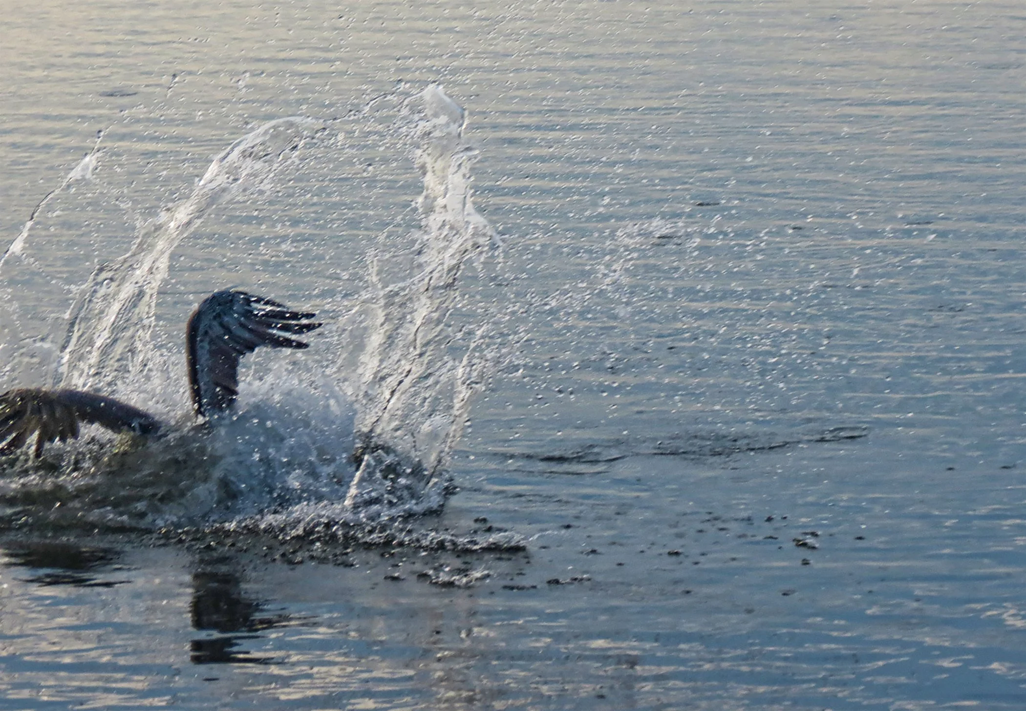 Pelican_9333 copy.jpg