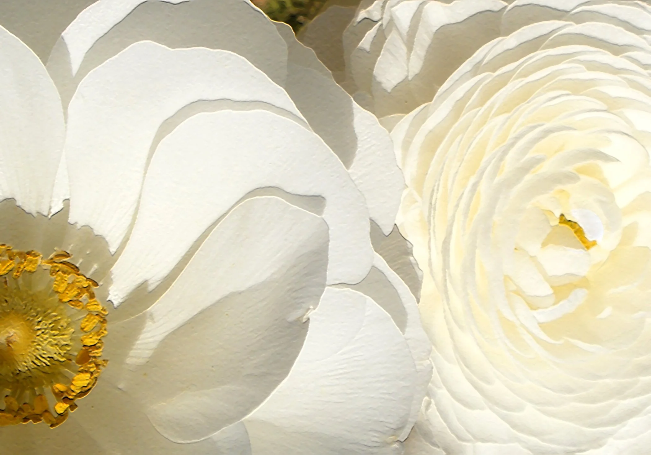 Ranunculus 2224 copy.jpg