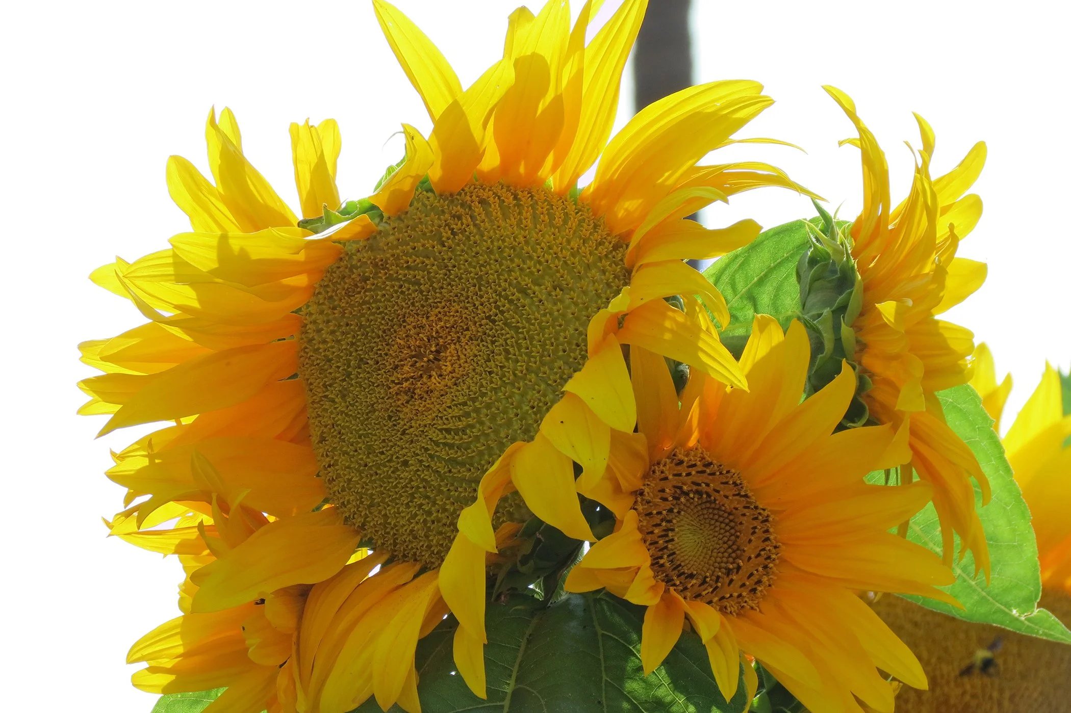 Sun Flower_8204 copy.jpg