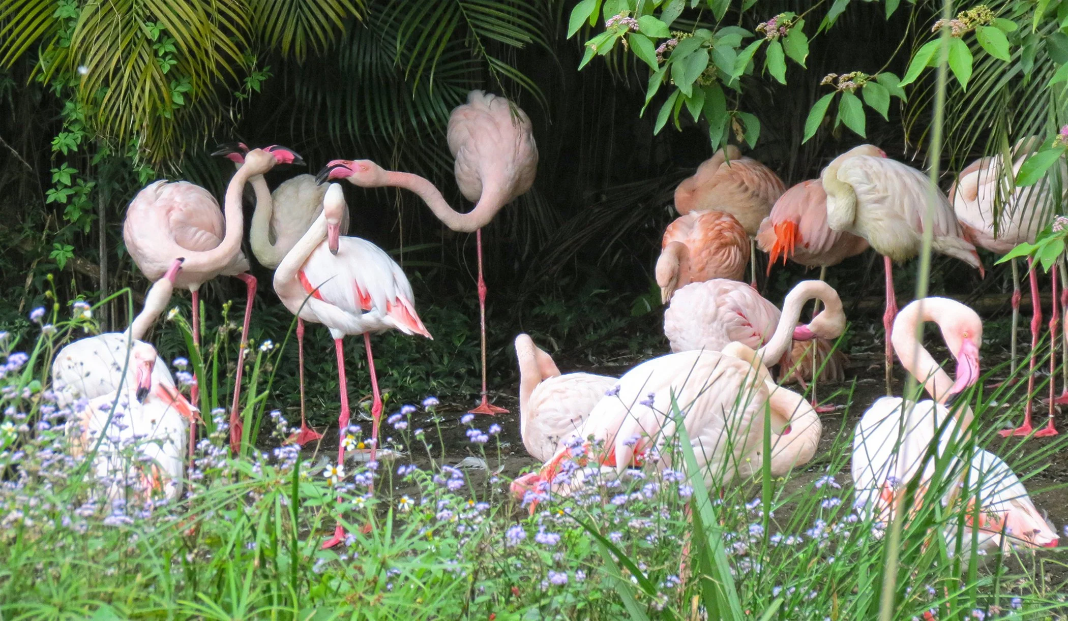 Flamingo_3839 copy.jpg