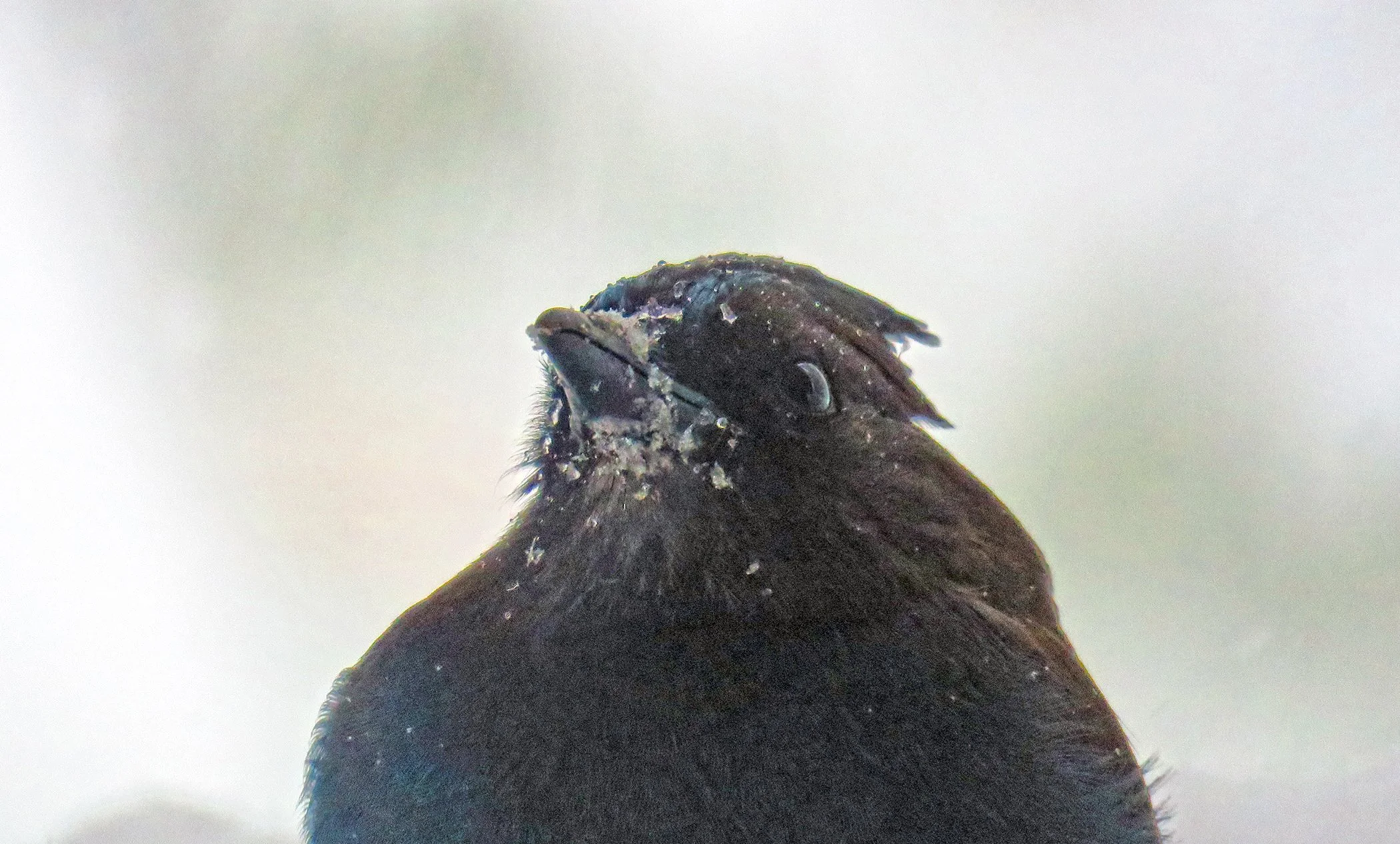 Blue J_0092 copy.jpg