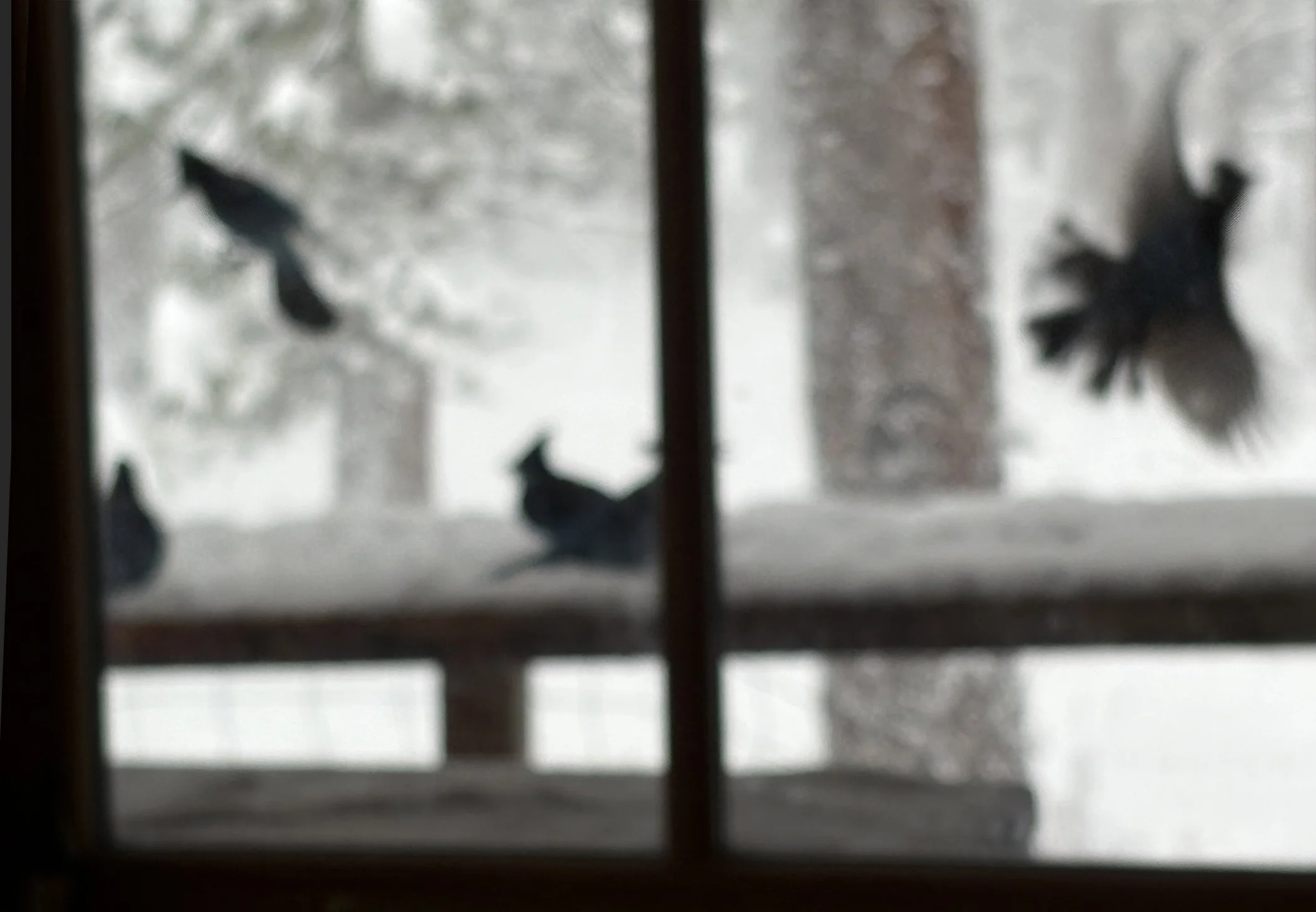 Jays phone_0839 copy.jpg