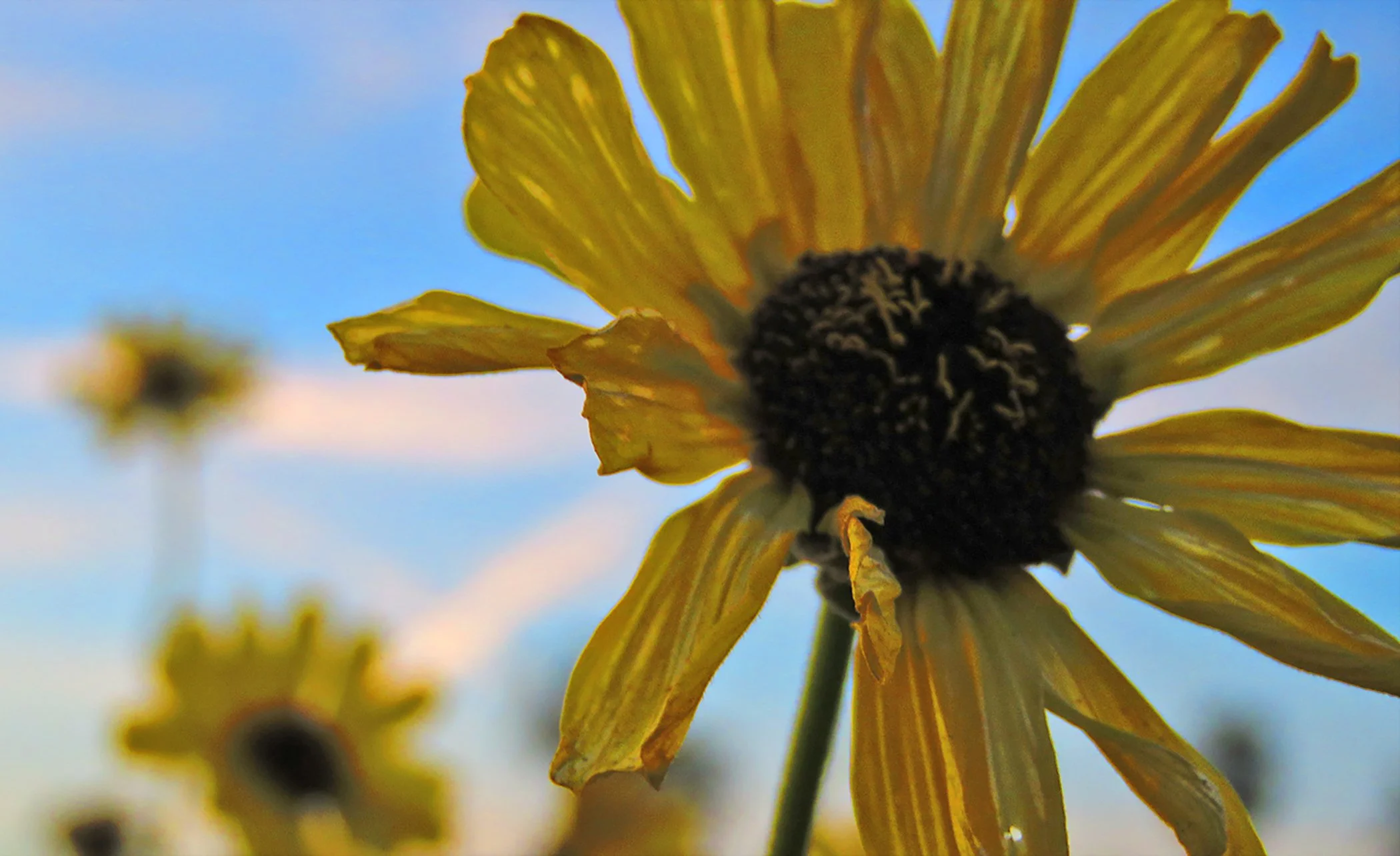 Flower_0826 copy.jpg