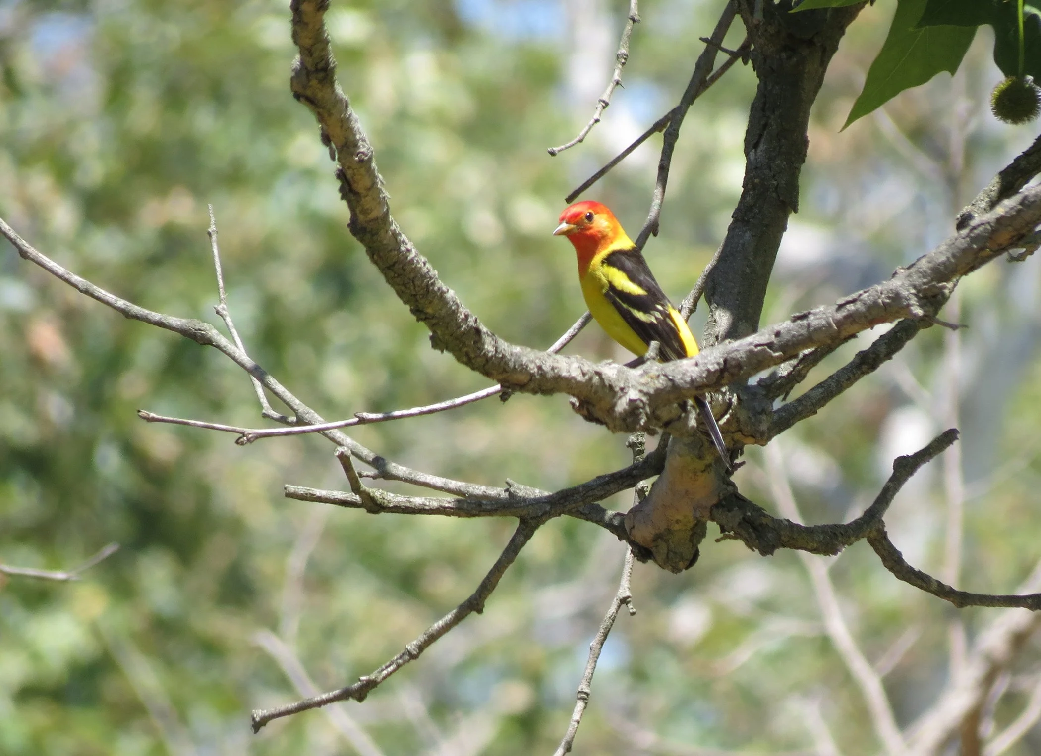 Yellowbird_2153 copy.jpg