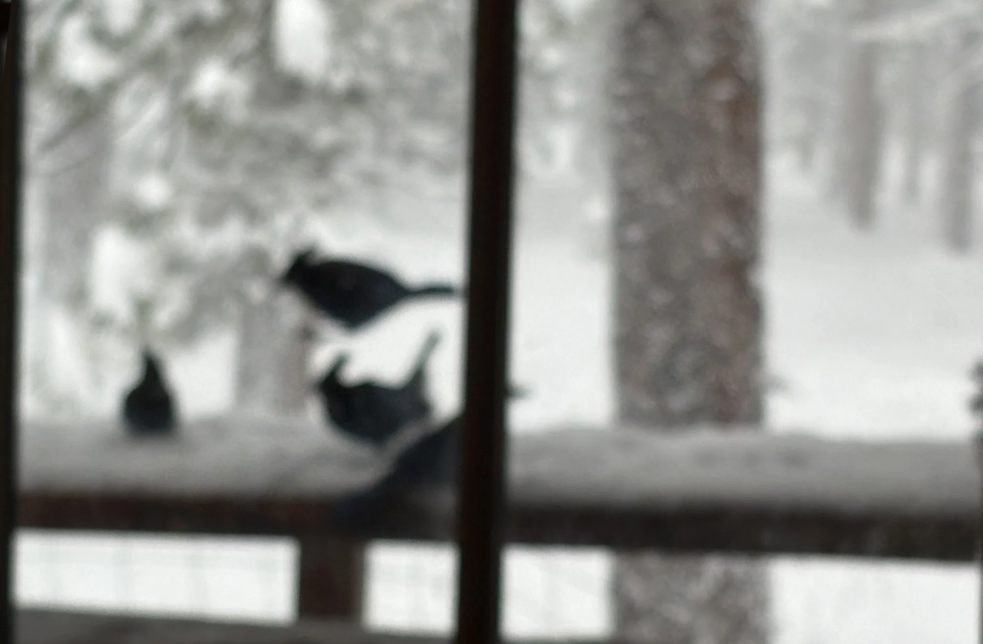 Jays - phone_0837 copy.jpg