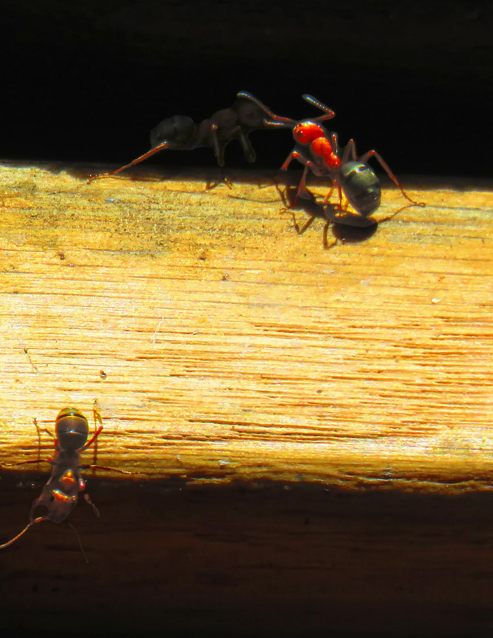 Ants_2248 Verticle copy.jpg