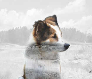 Understanding Behavioral History